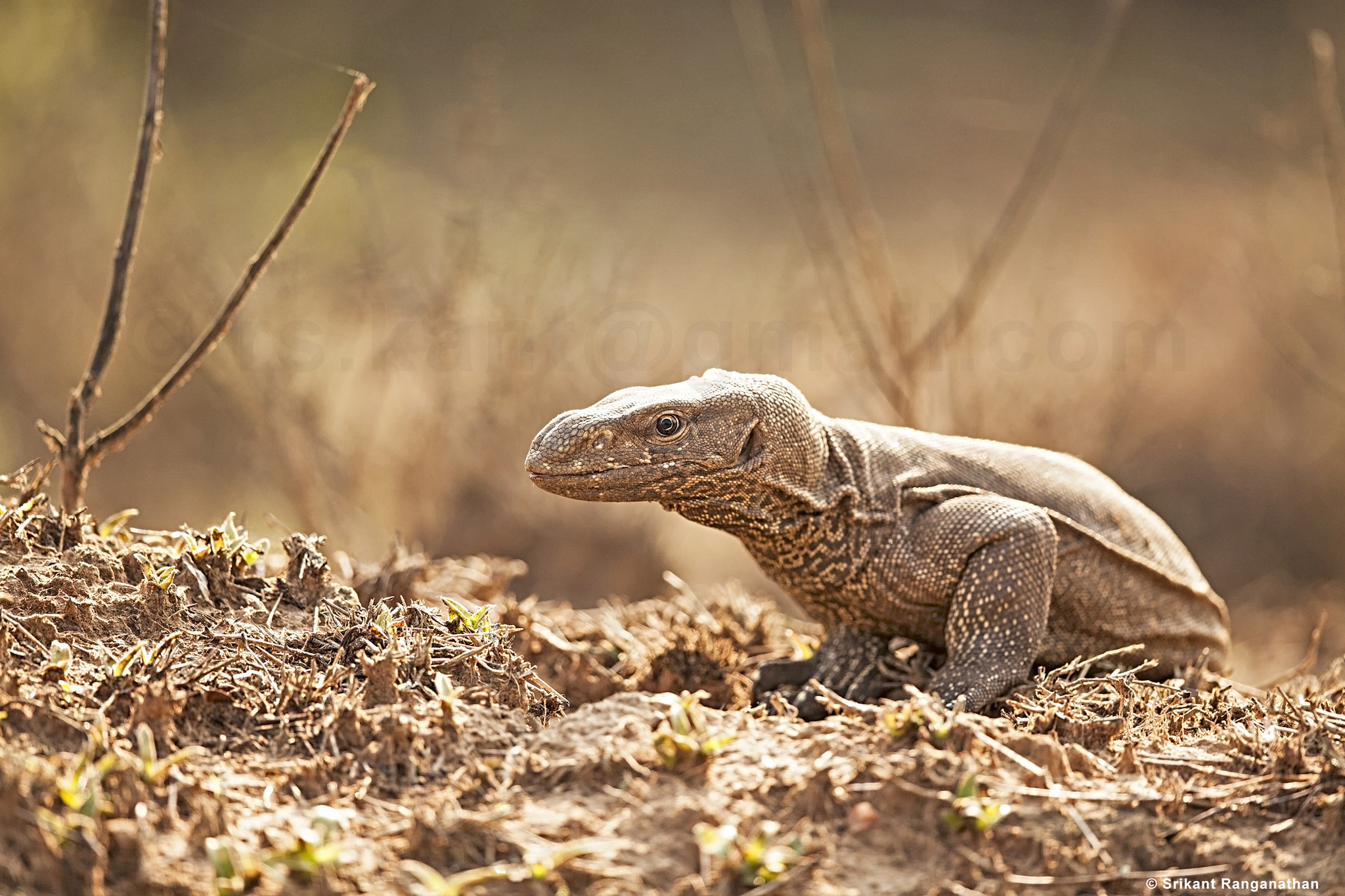 Canon EF 500mm F4L IS II USM sample photo. Monitor lizard photography