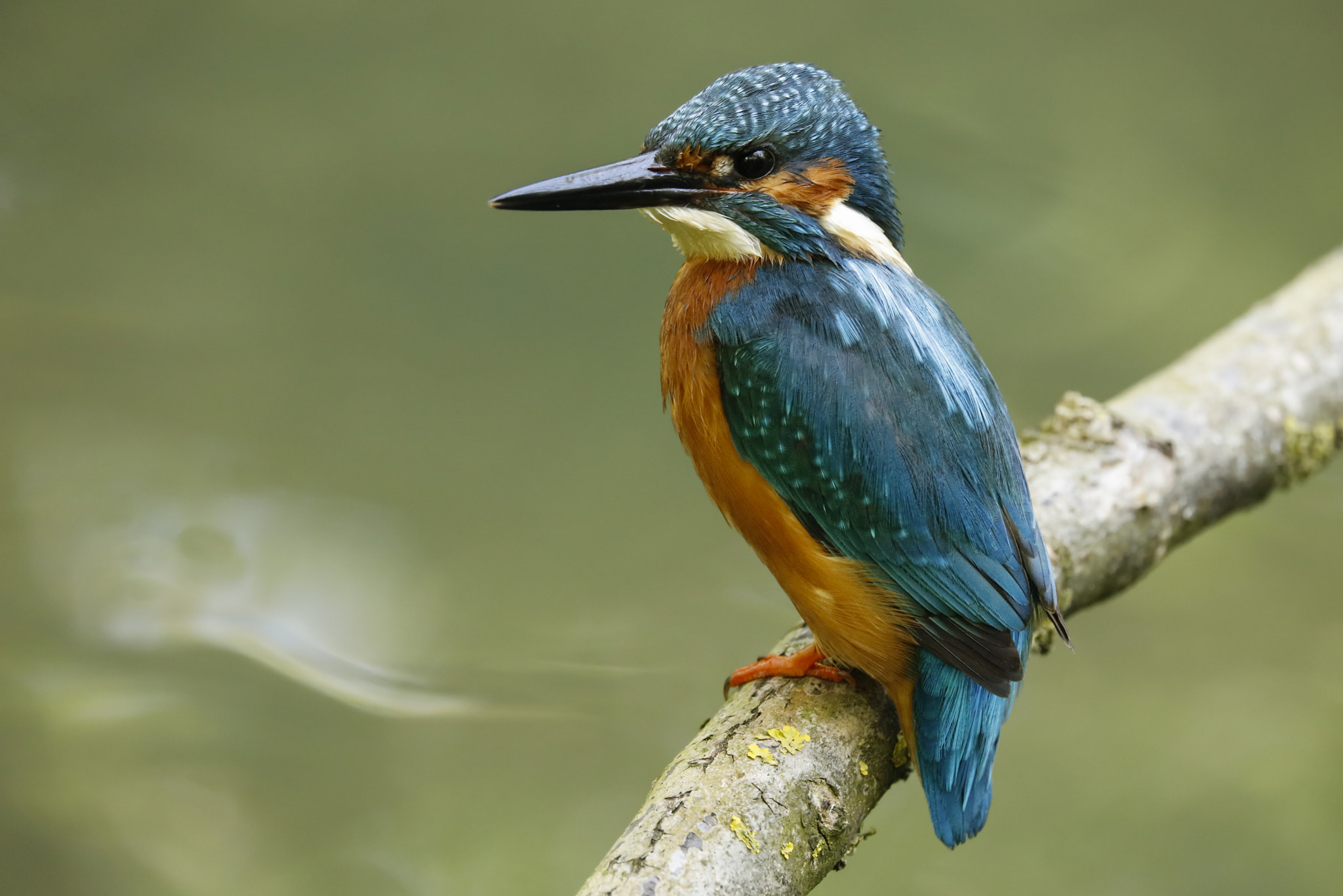 Sigma 150-600mm F5-6.3 DG OS HSM | C sample photo. Kingfisher photography