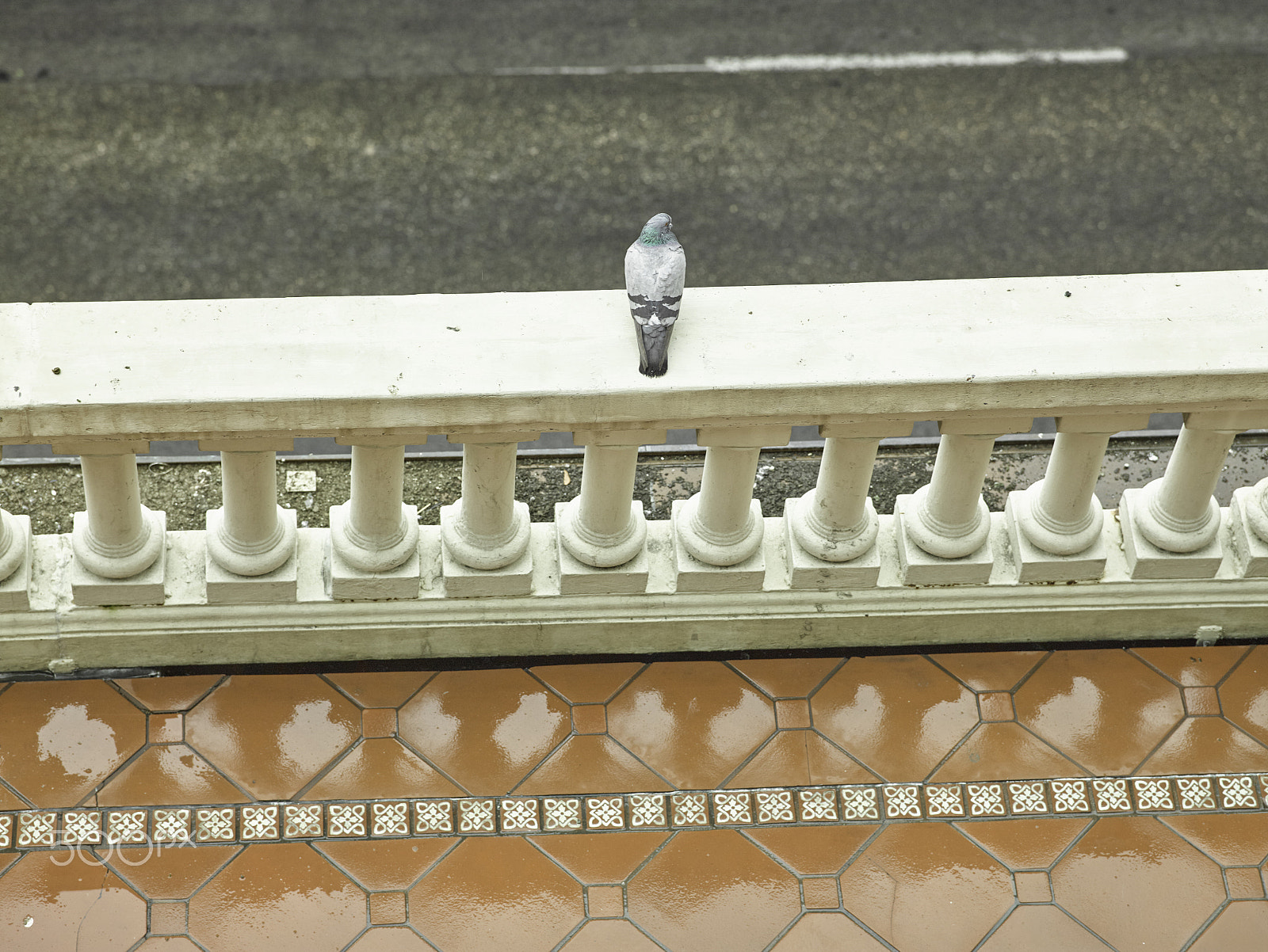 Leaf Credo 80 sample photo. Pigeon enjoying a rainy day photography