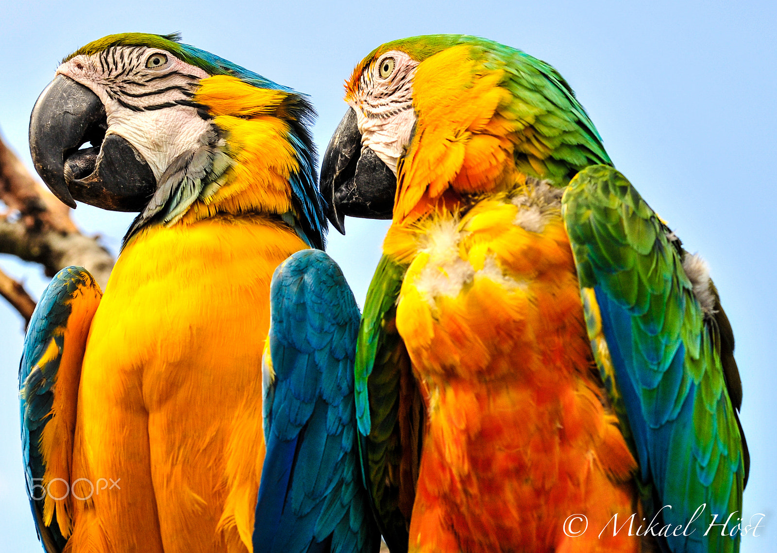 Nikon D3S sample photo. Birdie nam nam photography