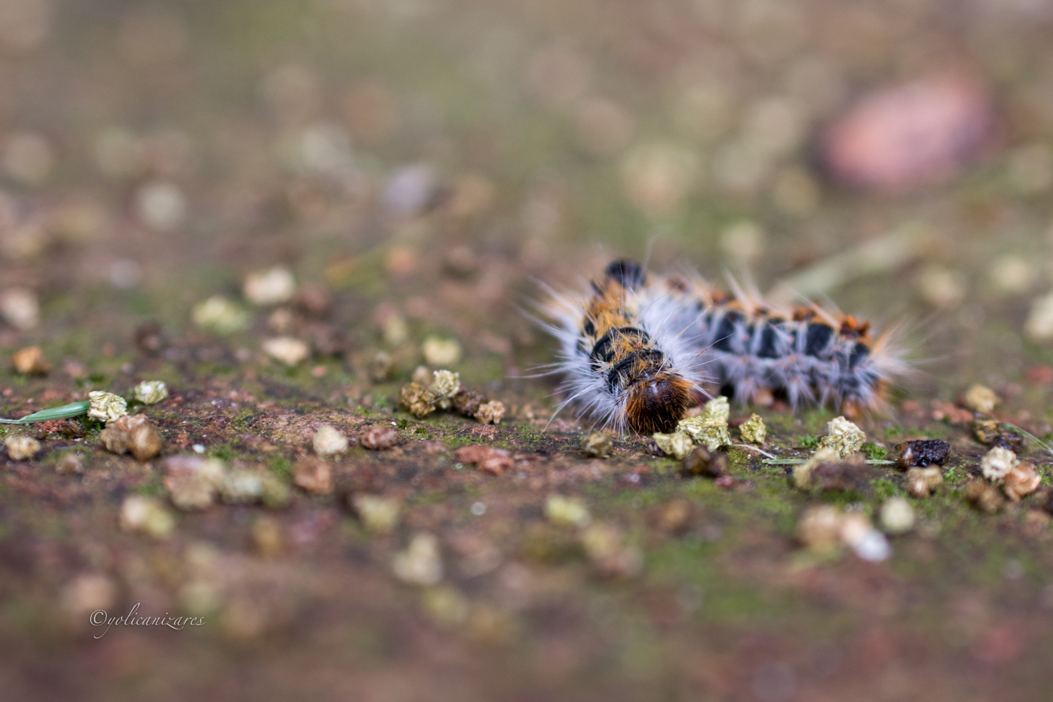 Panasonic Lumix G 42.5mm F1.7 ASPH Power OIS sample photo. Oruga procesionaria photography