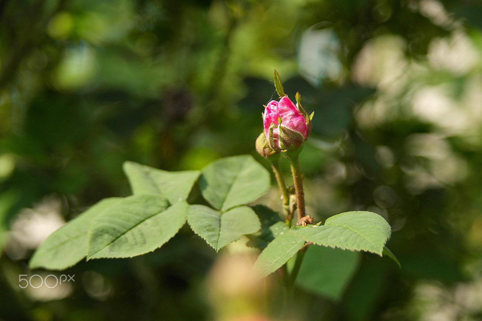 Samsung NX200 sample photo. Pink rose bud photography