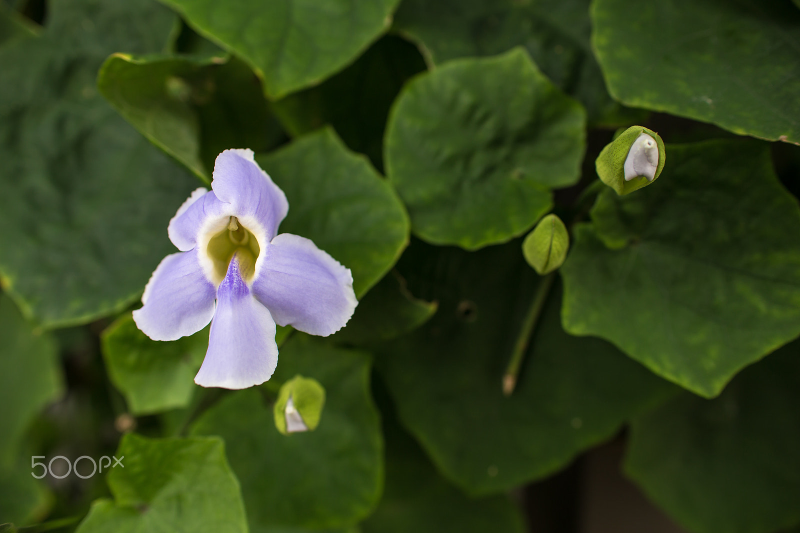Sigma 30mm F1.4 EX DC HSM sample photo. Orchids photography