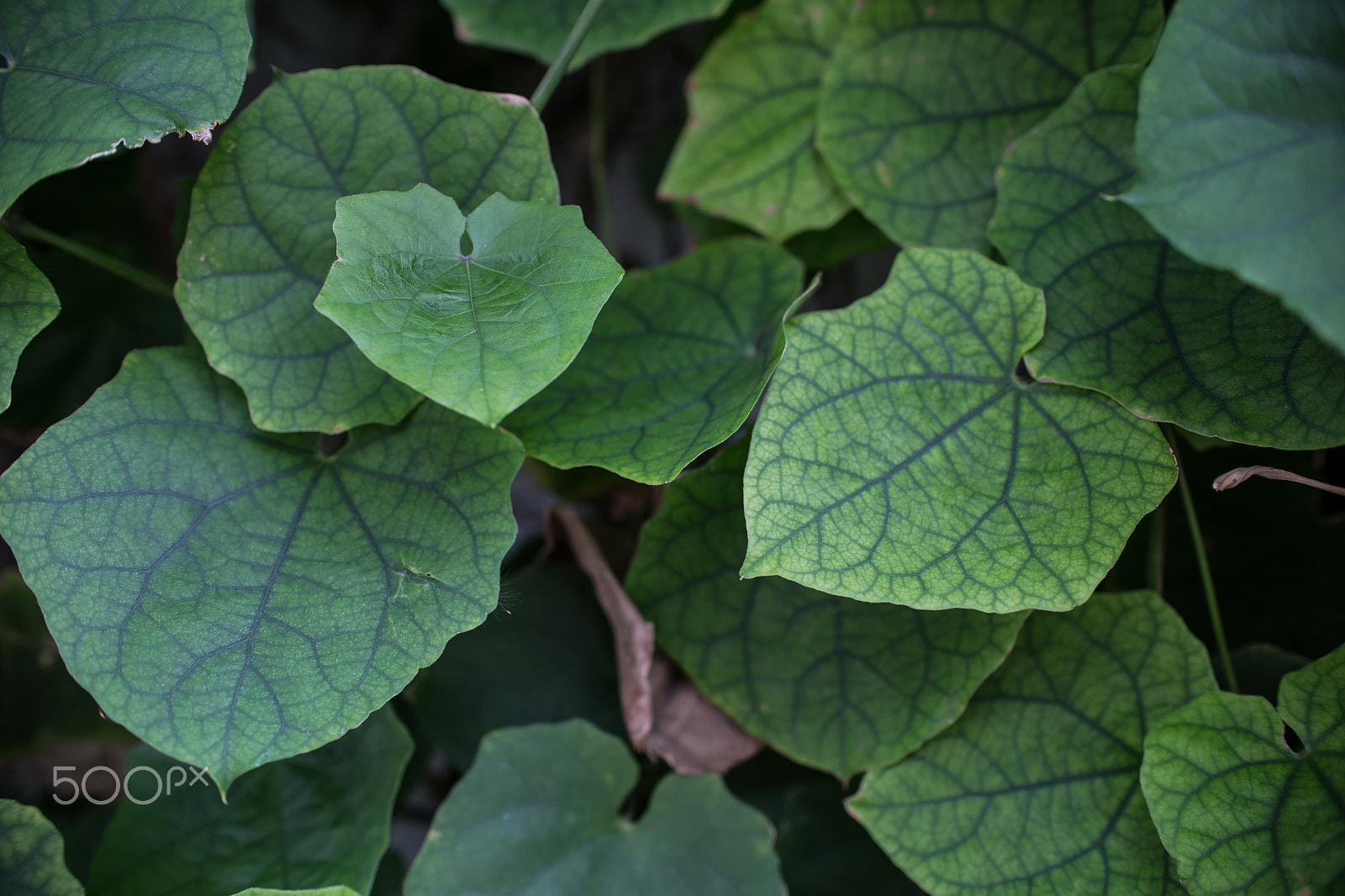 Sigma 30mm F1.4 EX DC HSM sample photo. Low key green vines photography