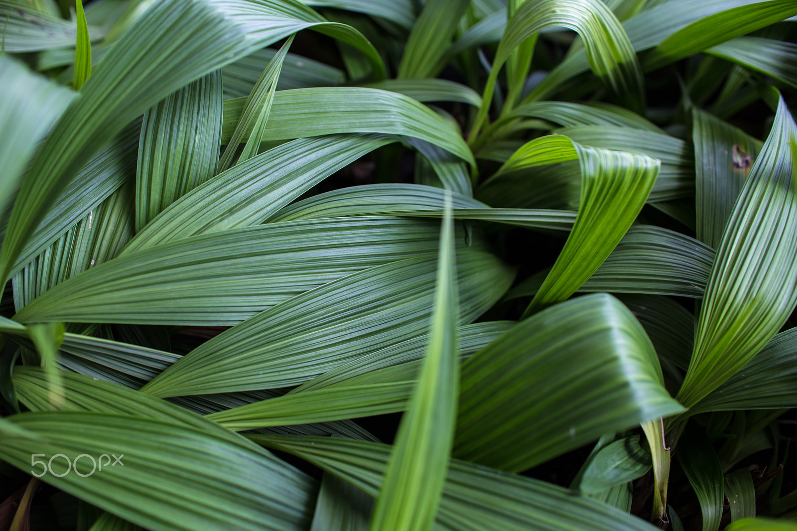 Sigma 30mm F1.4 EX DC HSM sample photo. Green leaves background photography