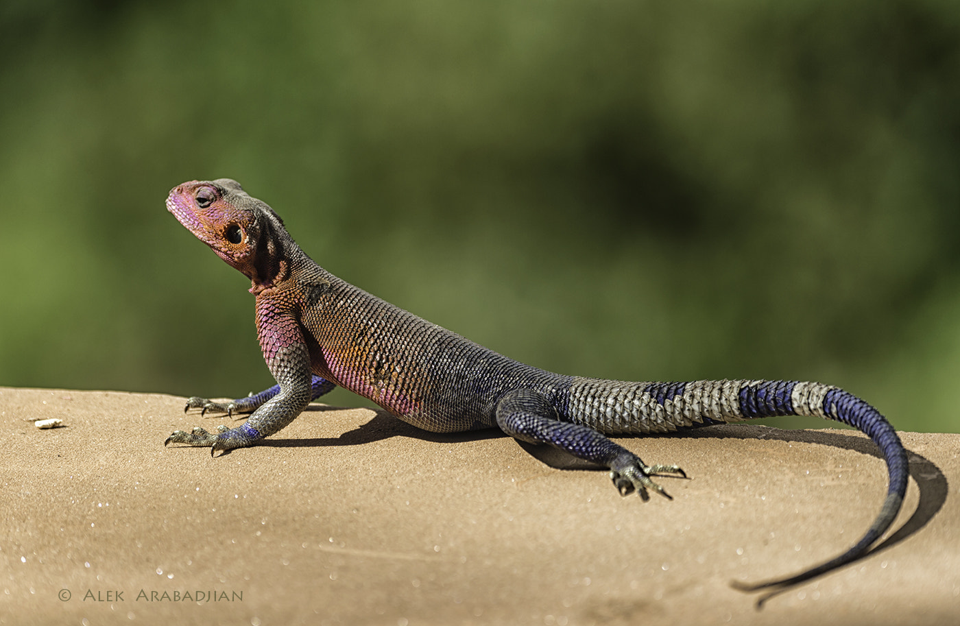 Nikon D4S sample photo. Agama agama photography