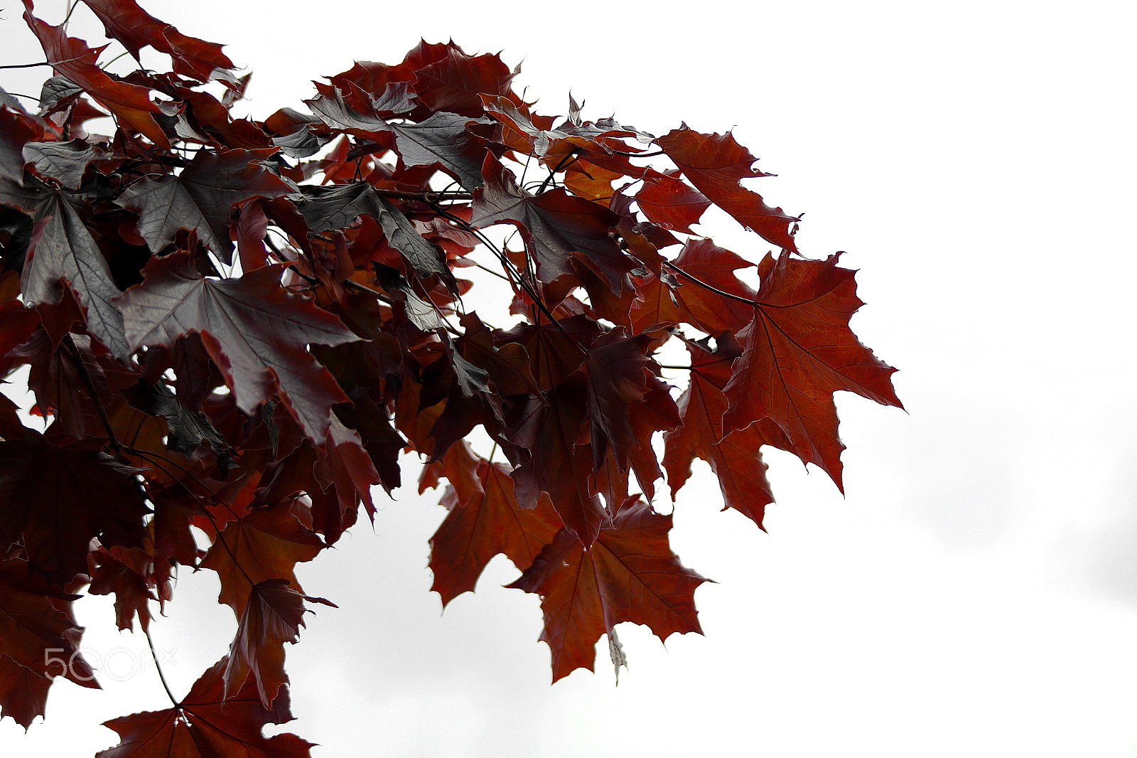Samsung NX200 sample photo. Red maple photography