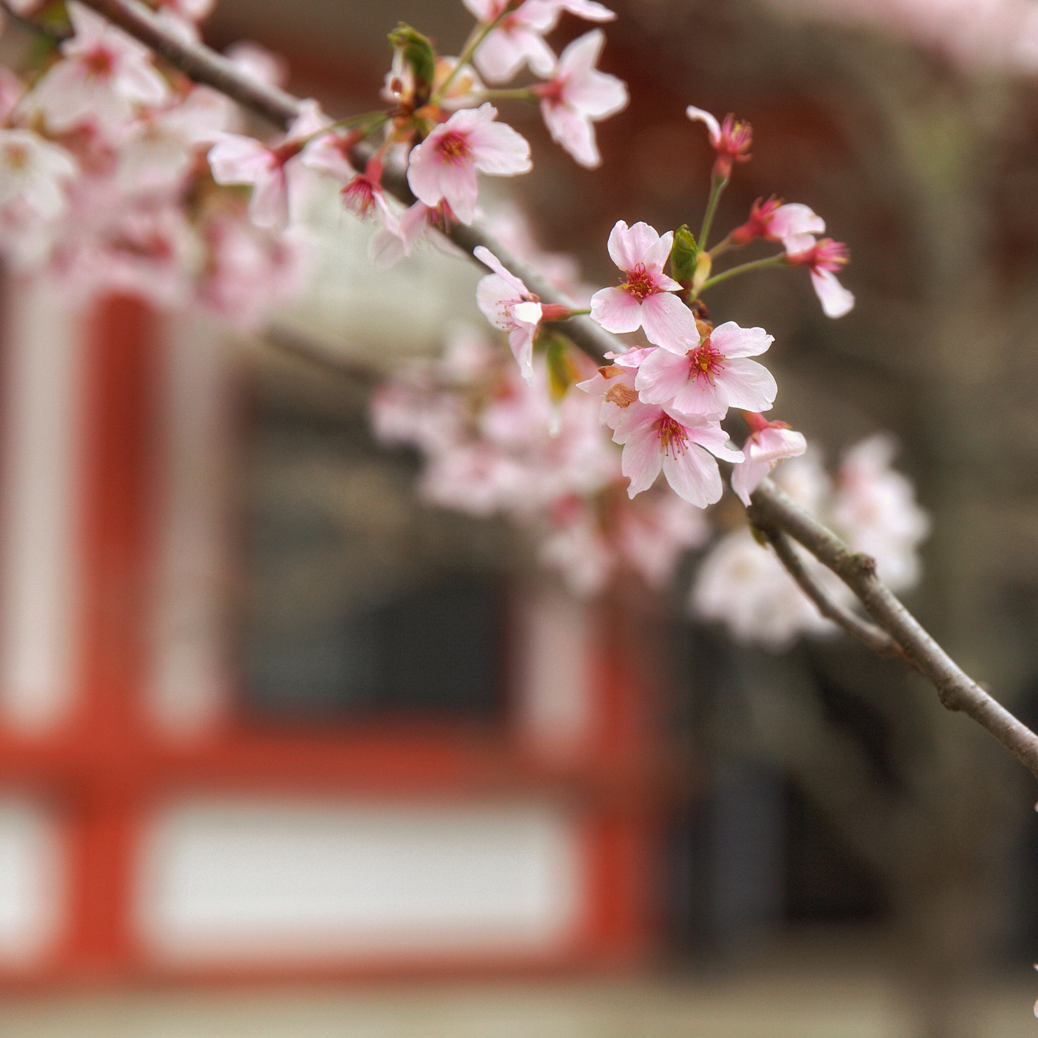Canon EF 24-70mm F2.8L II USM sample photo. Cherry blossom photography
