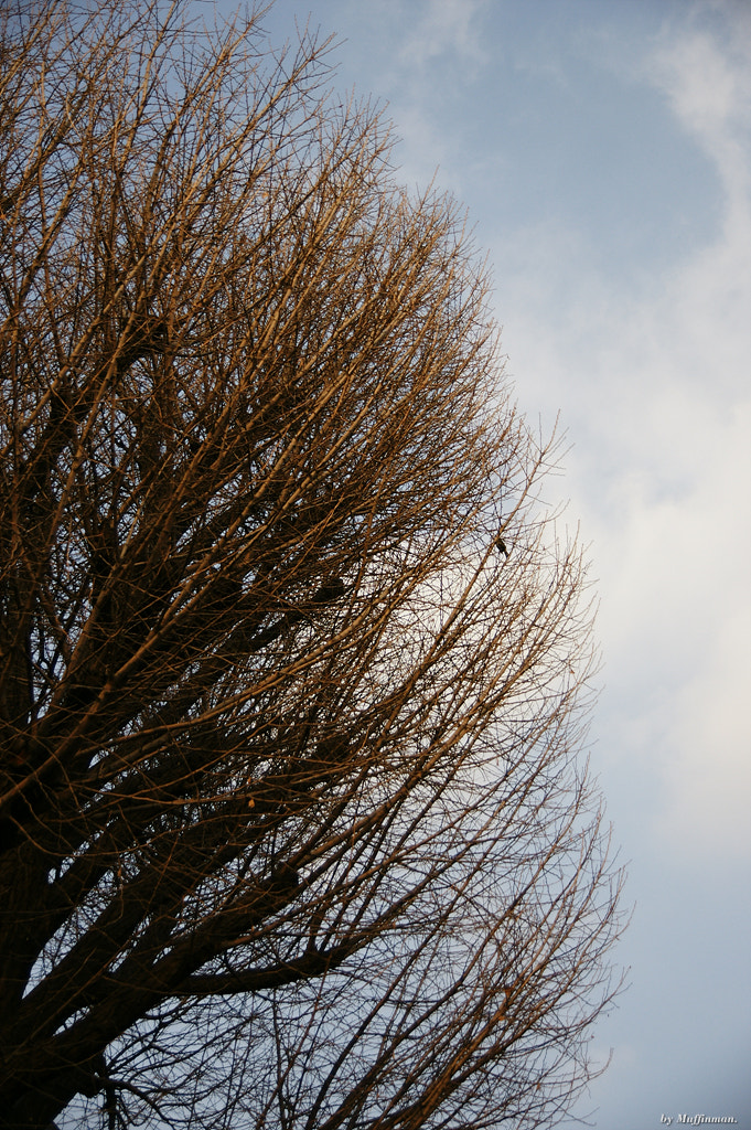 Sony Alpha DSLR-A700 + Tamron Lens (255) sample photo. Winter sky photography