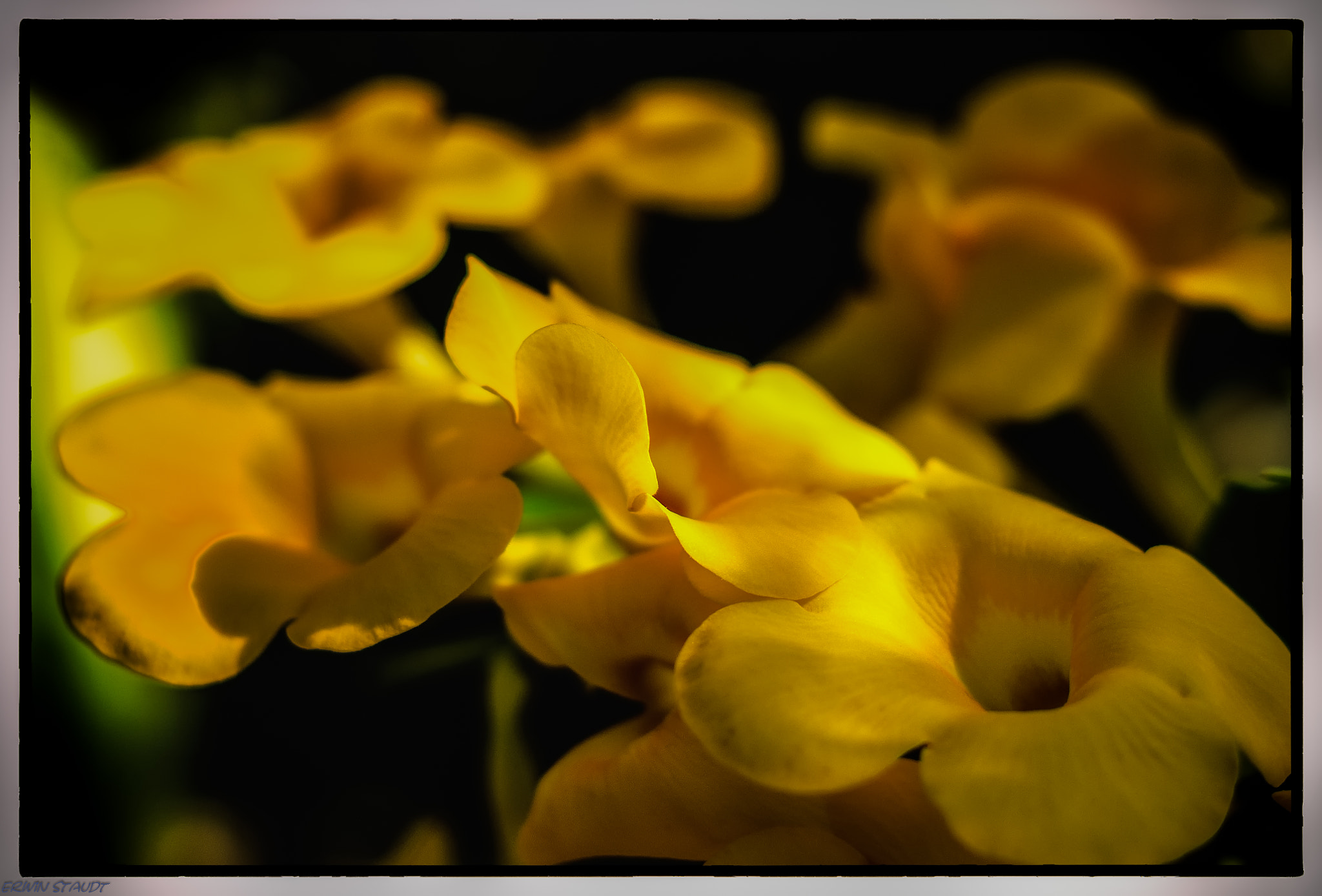Pentax K-x + Pentax smc DA 50mm F1.8 sample photo. Pretty yellow photography