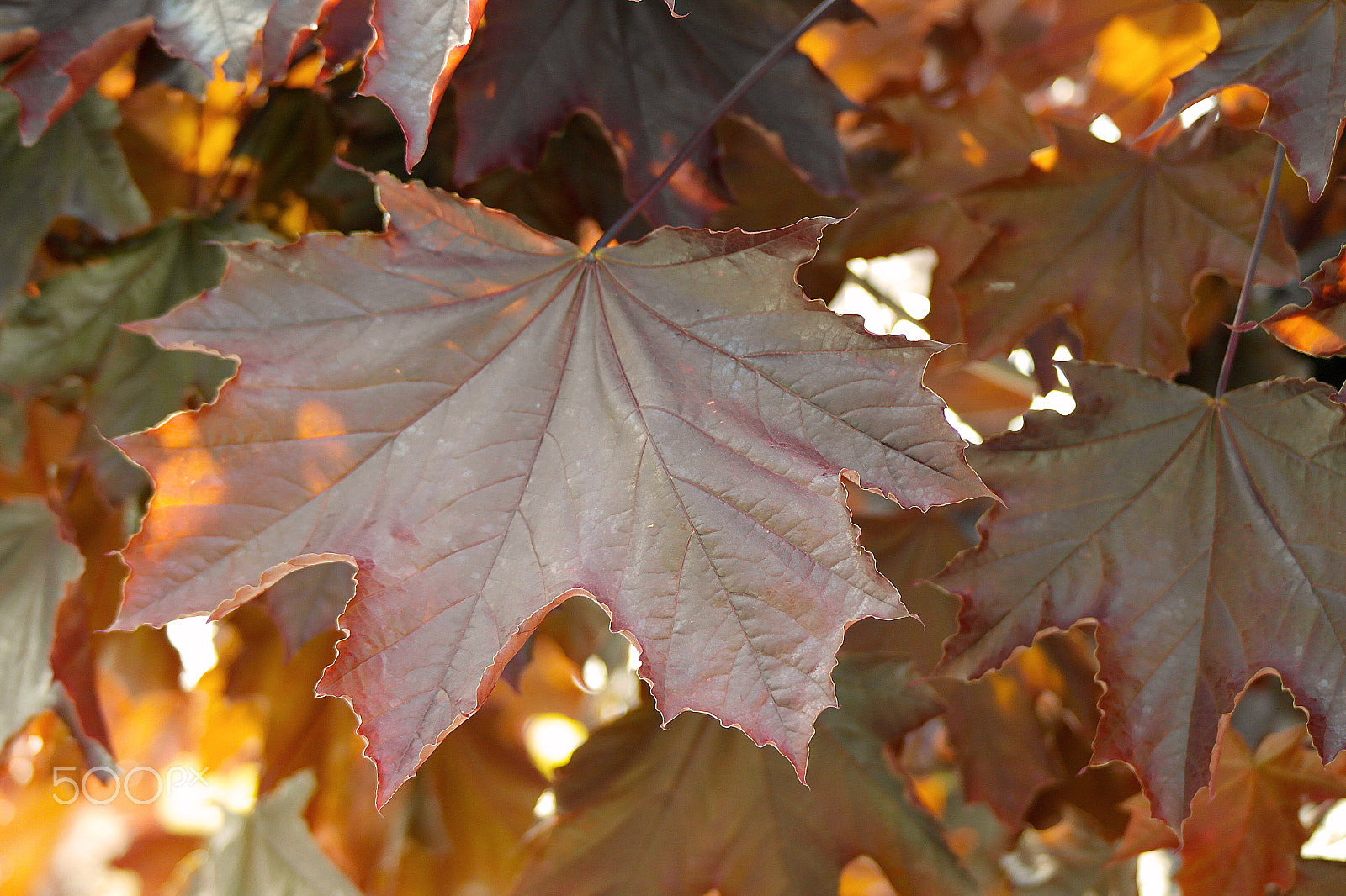 Samsung NX200 sample photo. Red maple leaf photography