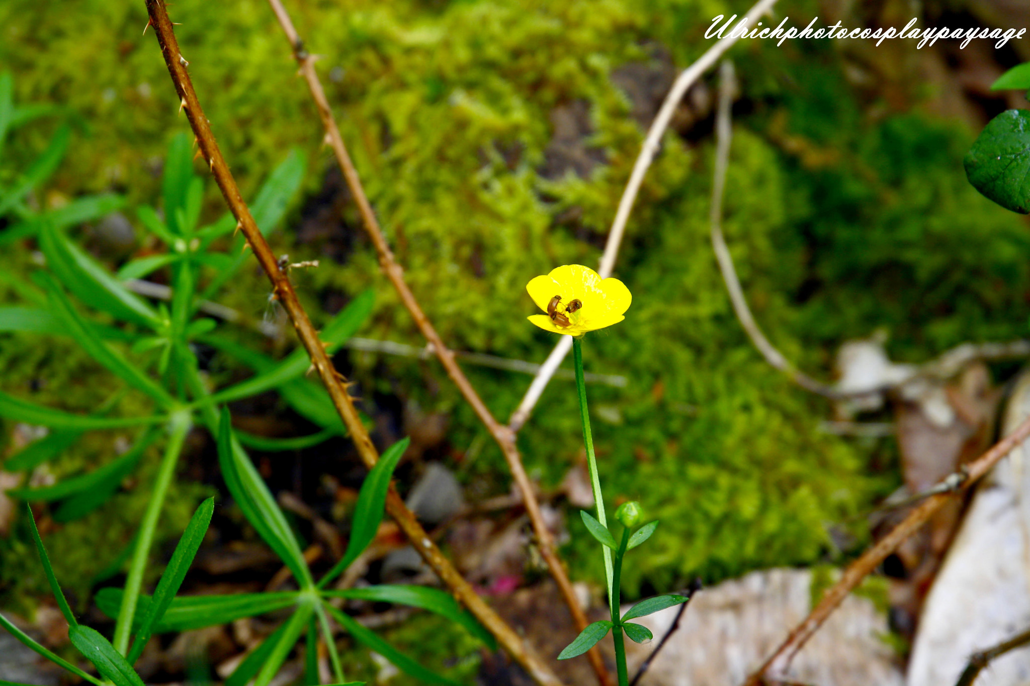 Canon EF 24-105mm F3.5-5.6 IS STM sample photo. Petite fleur jaune photography