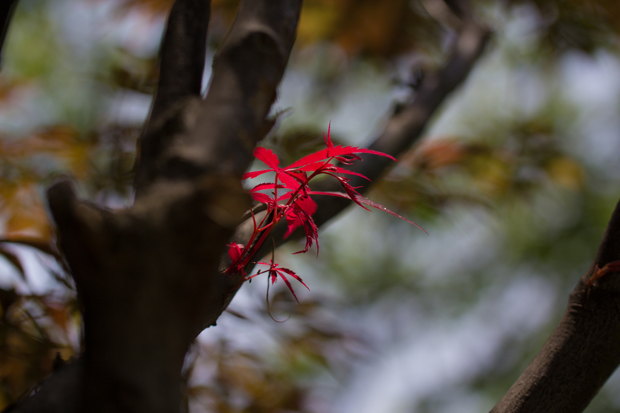 Tamron SP AF 60mm F2 Di II LD IF Macro sample photo