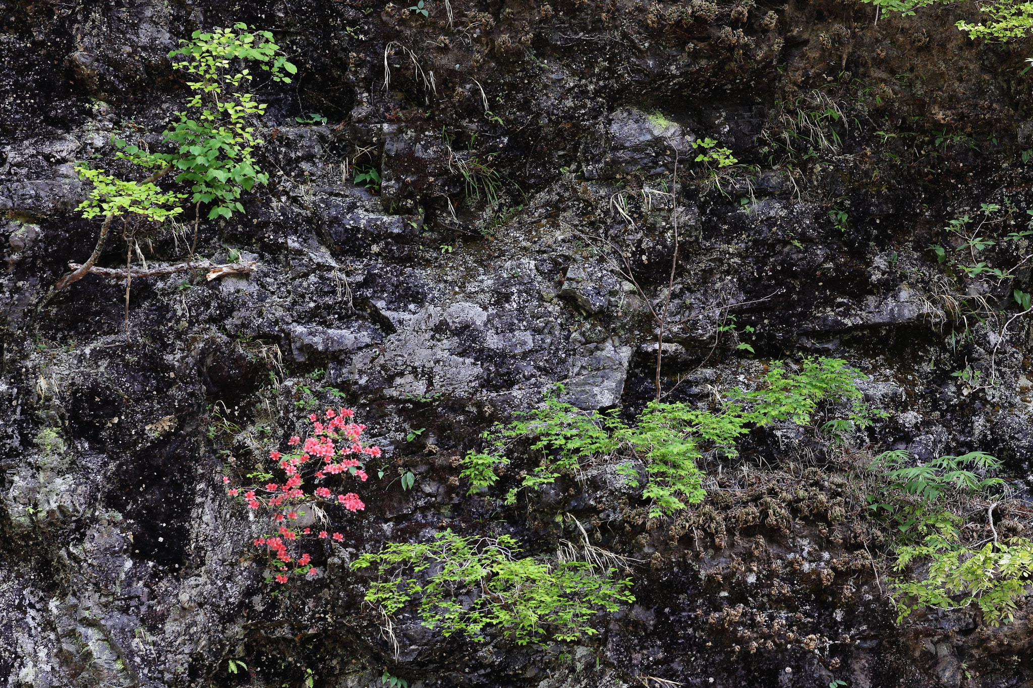 Canon EF 200mm F2.8L II USM sample photo. Plants photography