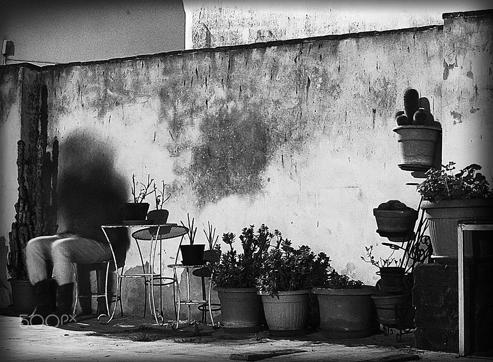 Nikon D3000 sample photo. Flower-pots photography