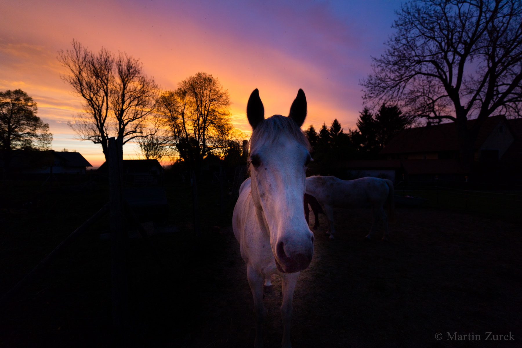 Canon EOS 5DS R sample photo. The morning horse photography