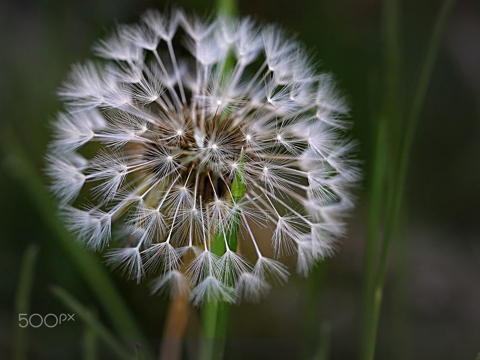 Sony a6000 + Sony FE 90mm F2.8 Macro G OSS sample photo. Dandelion photography