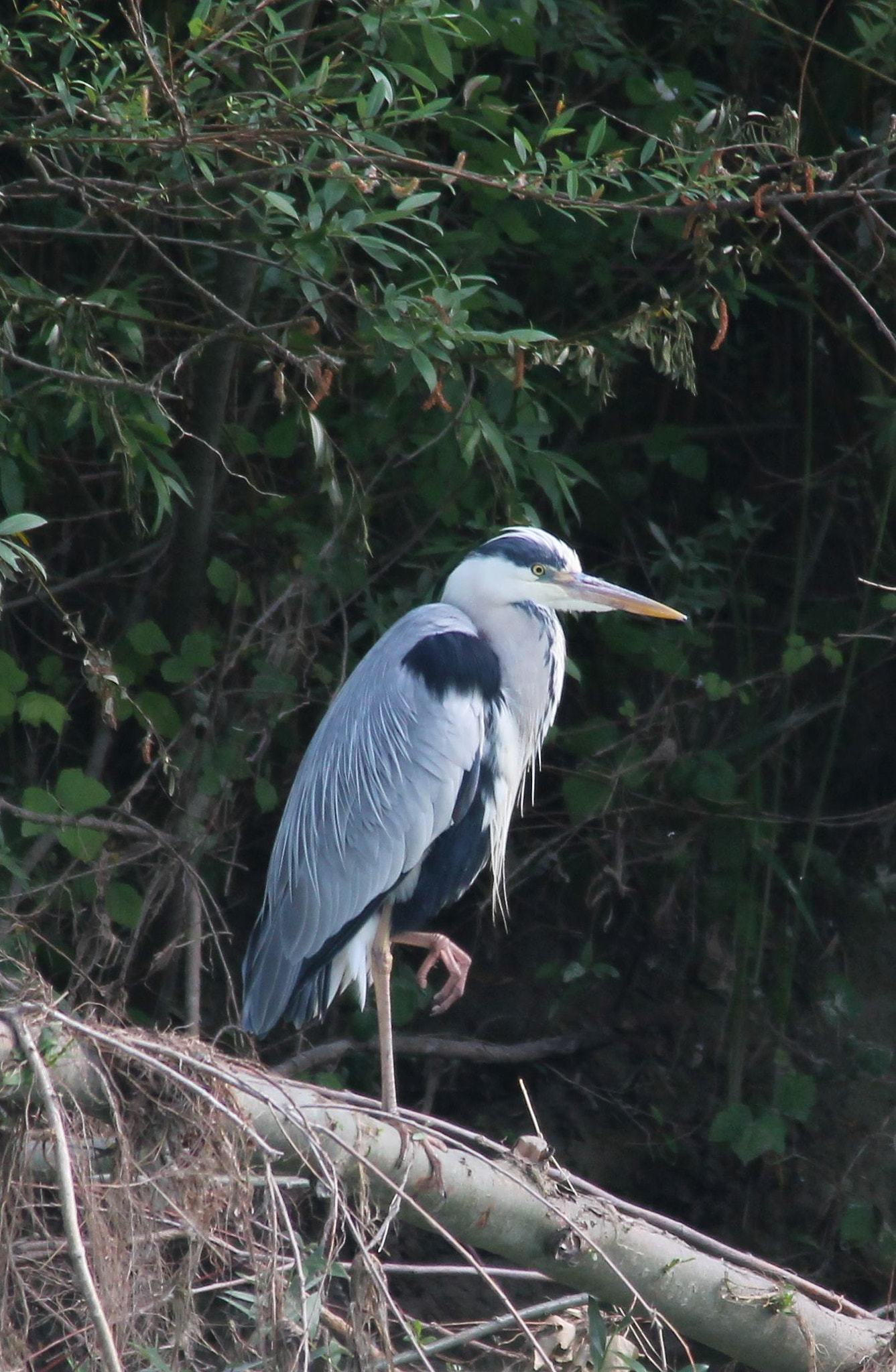 Canon EF 70-200mm F2.8L USM sample photo. Heron (first test with new zoom) photography