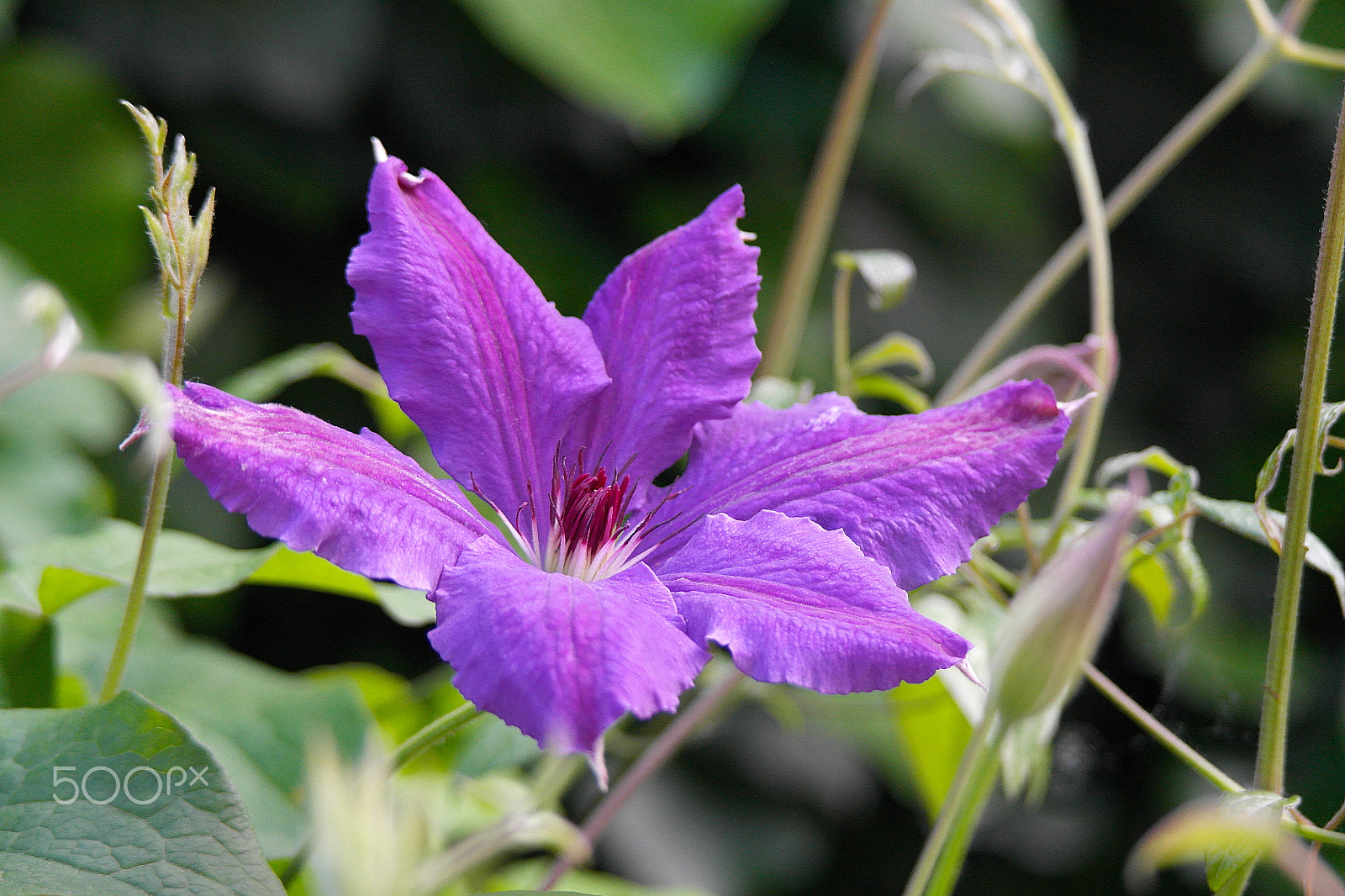 Samsung NX200 sample photo. Clematis photography
