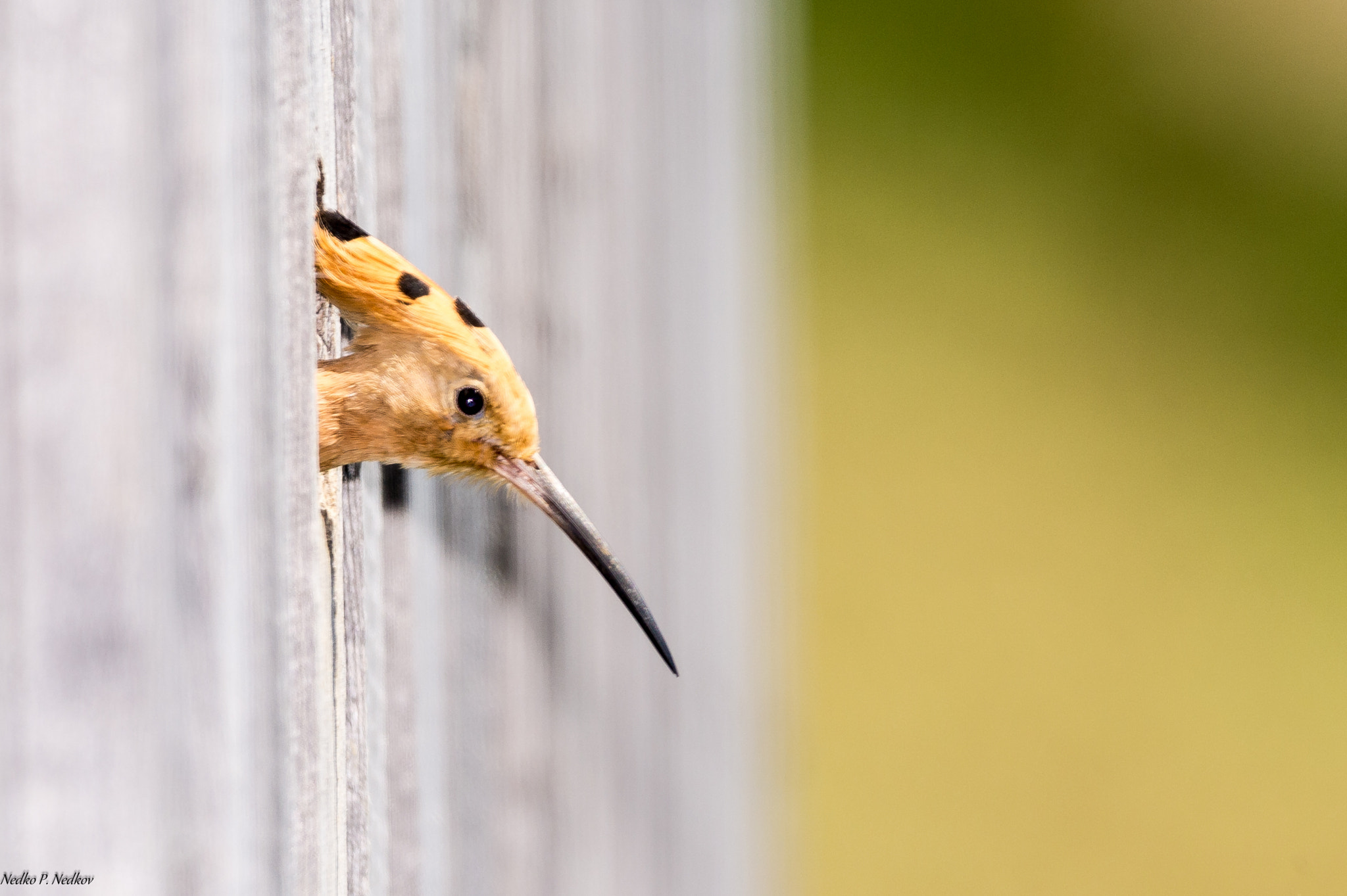 Nikon D4S sample photo. Female hoopoe photography