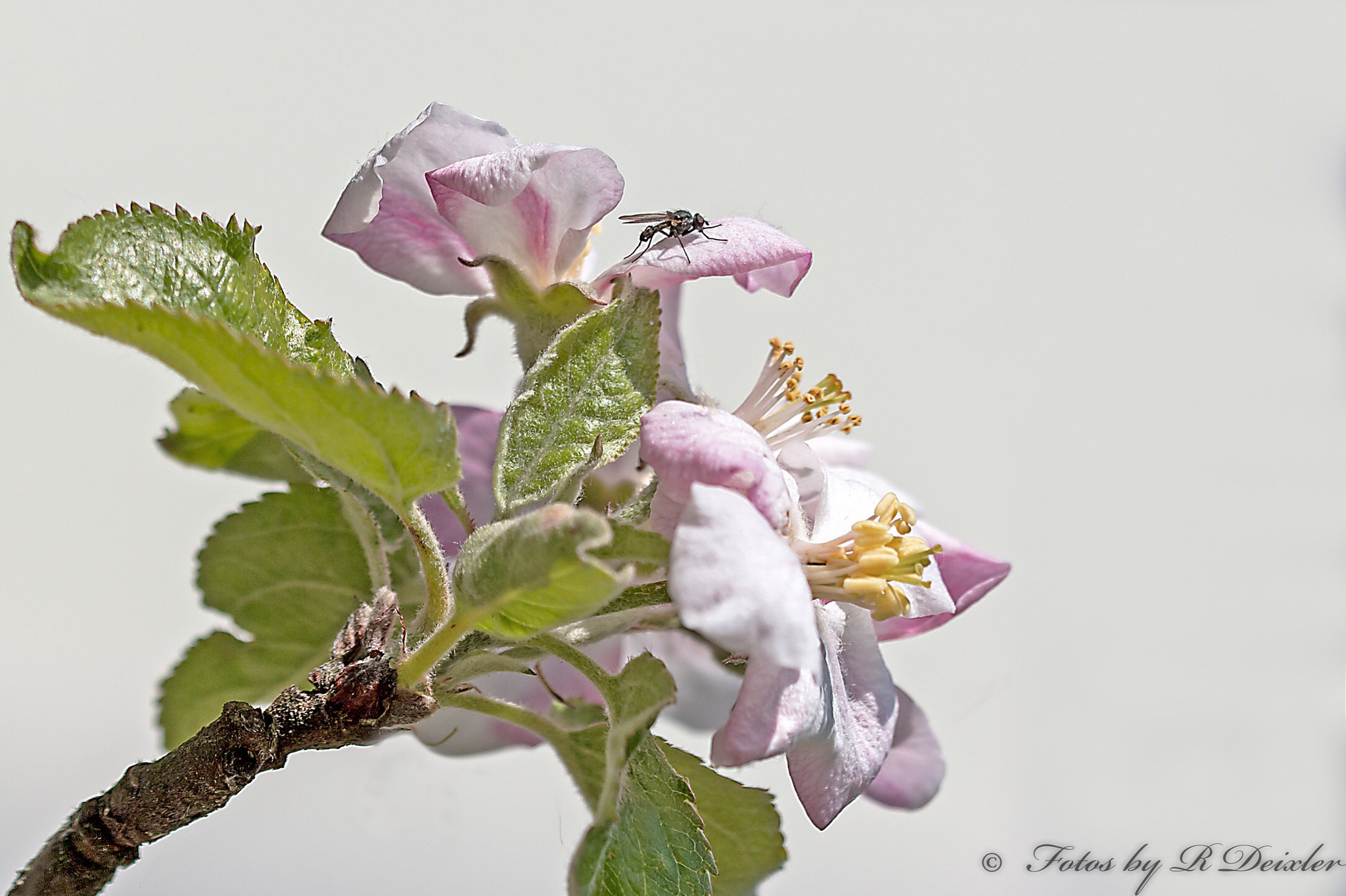 Sigma 150mm f/2.8 EX DG OS HSM APO Macro sample photo. Kleine fliege photography