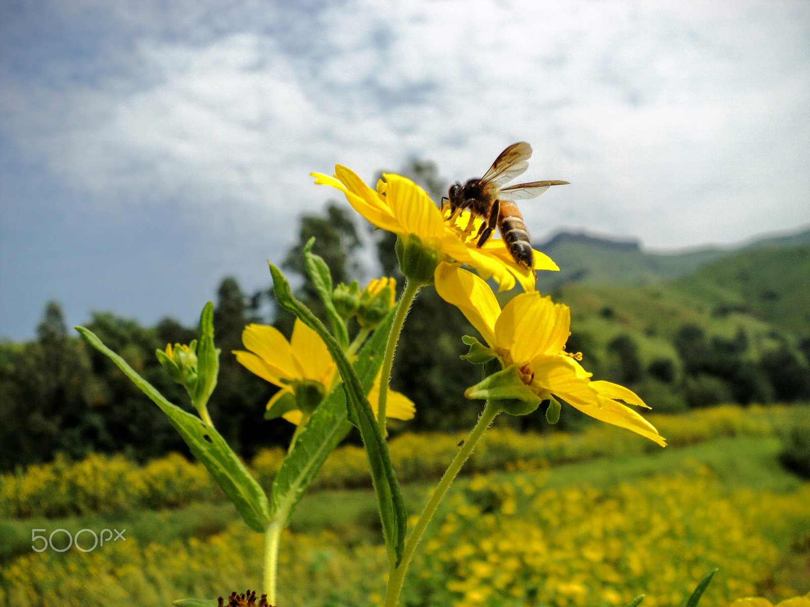 Sony DSC-S2100 sample photo. Honeybee on sonaki flower @ kamalgad photography