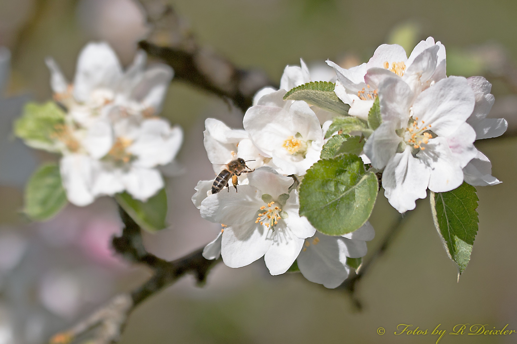 Sigma 150mm f/2.8 EX DG OS HSM APO Macro sample photo. Honigbiene 10 photography