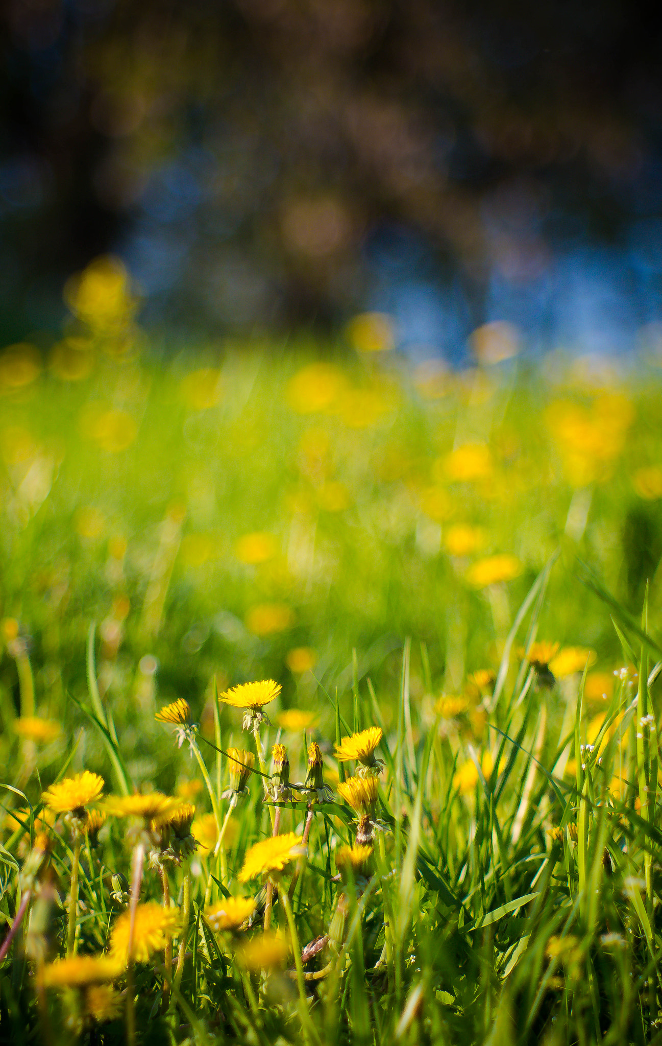 Canon EF 35-80mm f/4-5.6 sample photo