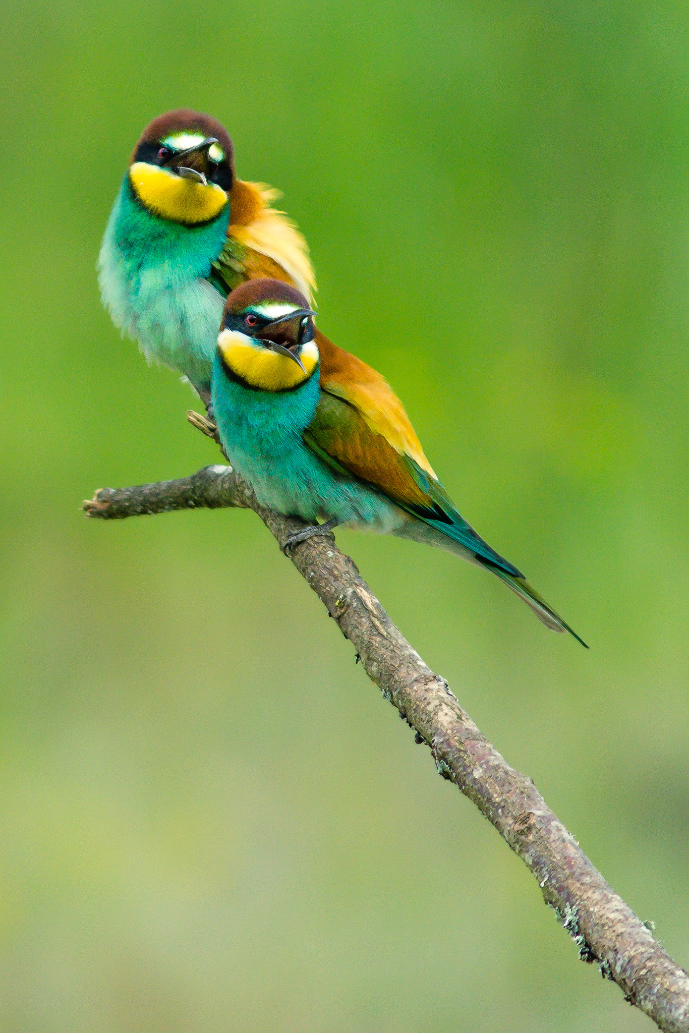 Canon EOS 550D (EOS Rebel T2i / EOS Kiss X4) + Canon EF 300mm F4L IS USM sample photo. Bee-eater photography