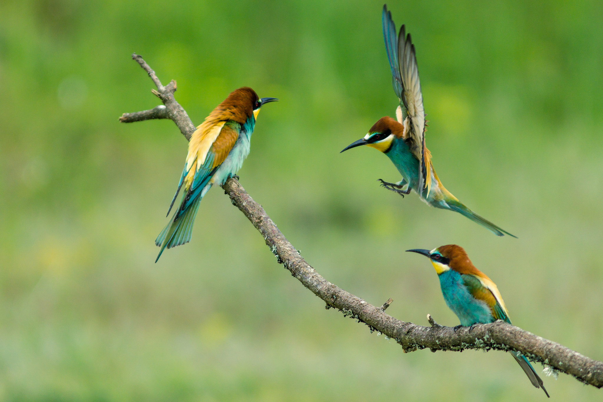 Canon EF 300mm F4L IS USM sample photo. Bee-eater photography
