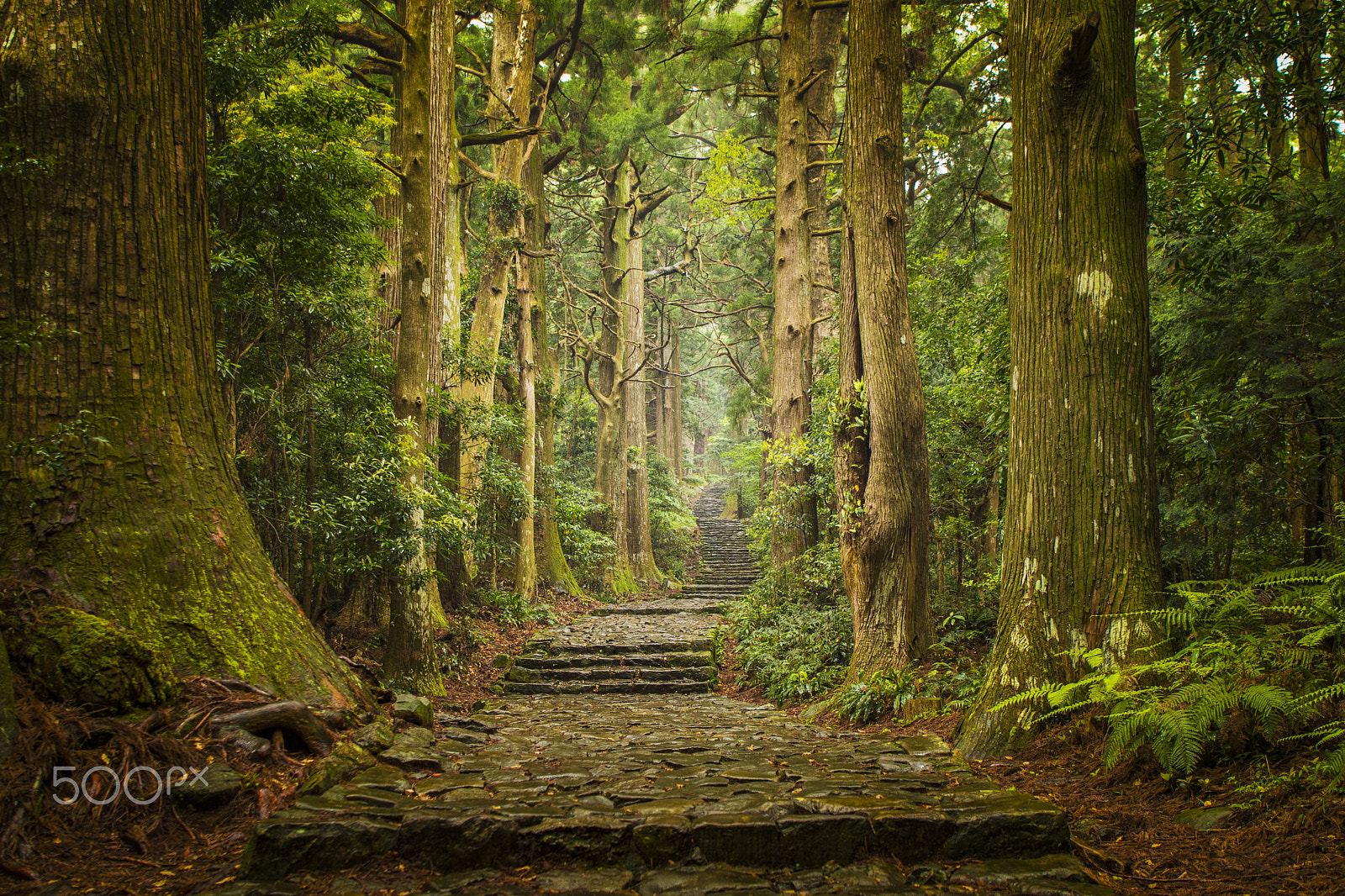 Nikon AF-S Nikkor 24-70mm F2.8E ED VR sample photo. Kumano kodo, daimon-zaka, wakayama, japan photography