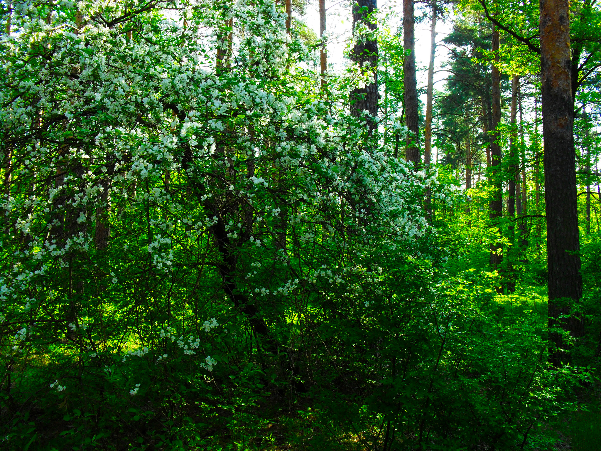 Samsung ES60 / VLUU ES60 /  SL105 /  ES63 sample photo. Spring landscape. flowering tree in the morning forest. photography