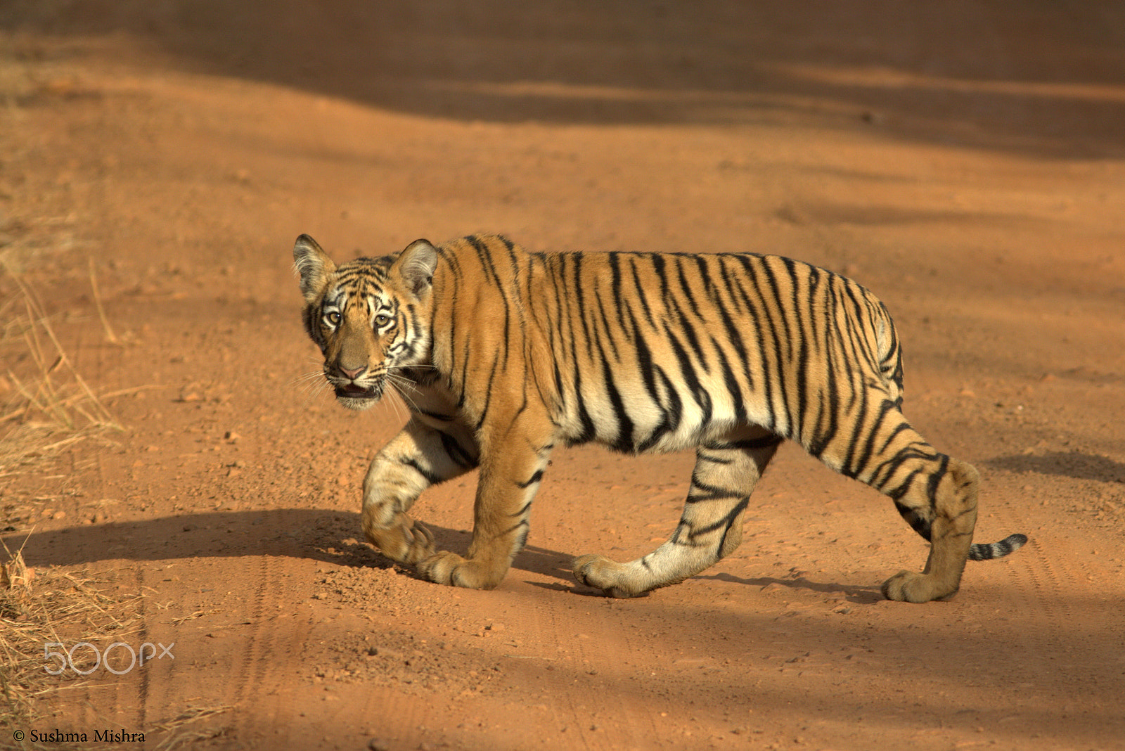 Canon EF 300mm F4L IS USM sample photo. Tiger cub photography