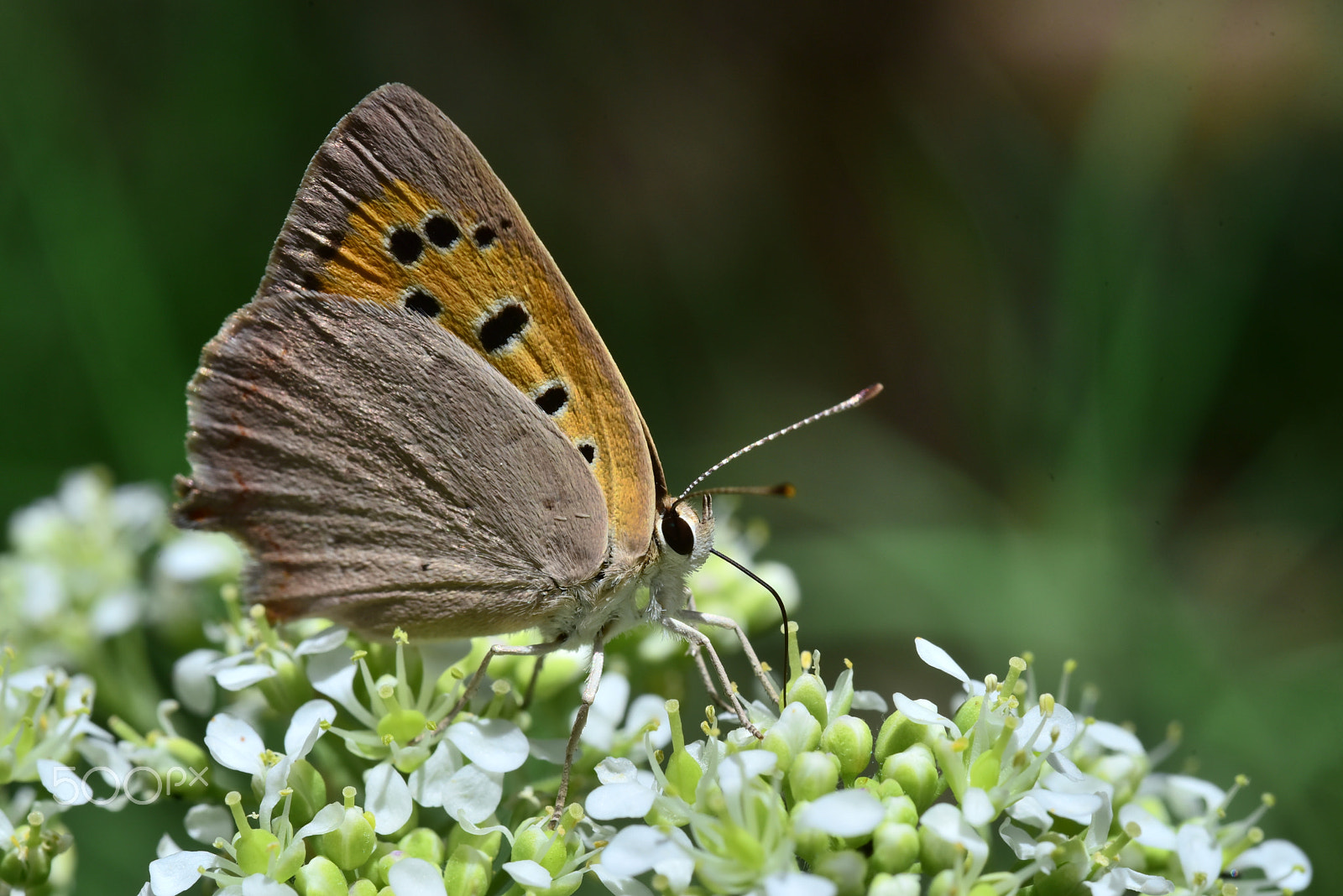 Nikon D750 + AF Micro-Nikkor 60mm f/2.8 sample photo. Ads_5410.jpg photography