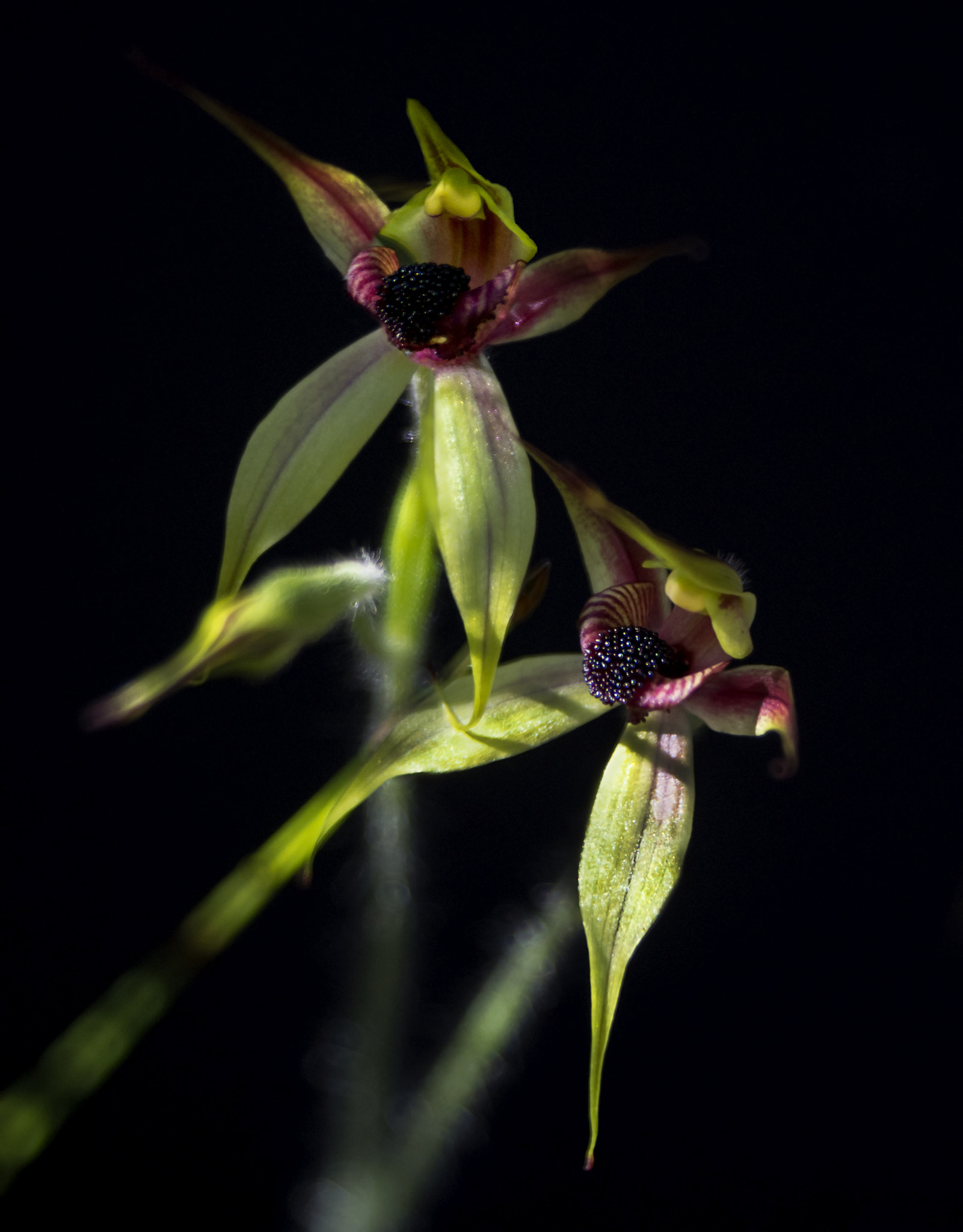 Pentax K-30 + Tamron 35-90mm F4 AF sample photo. Leaping spider orchids photography