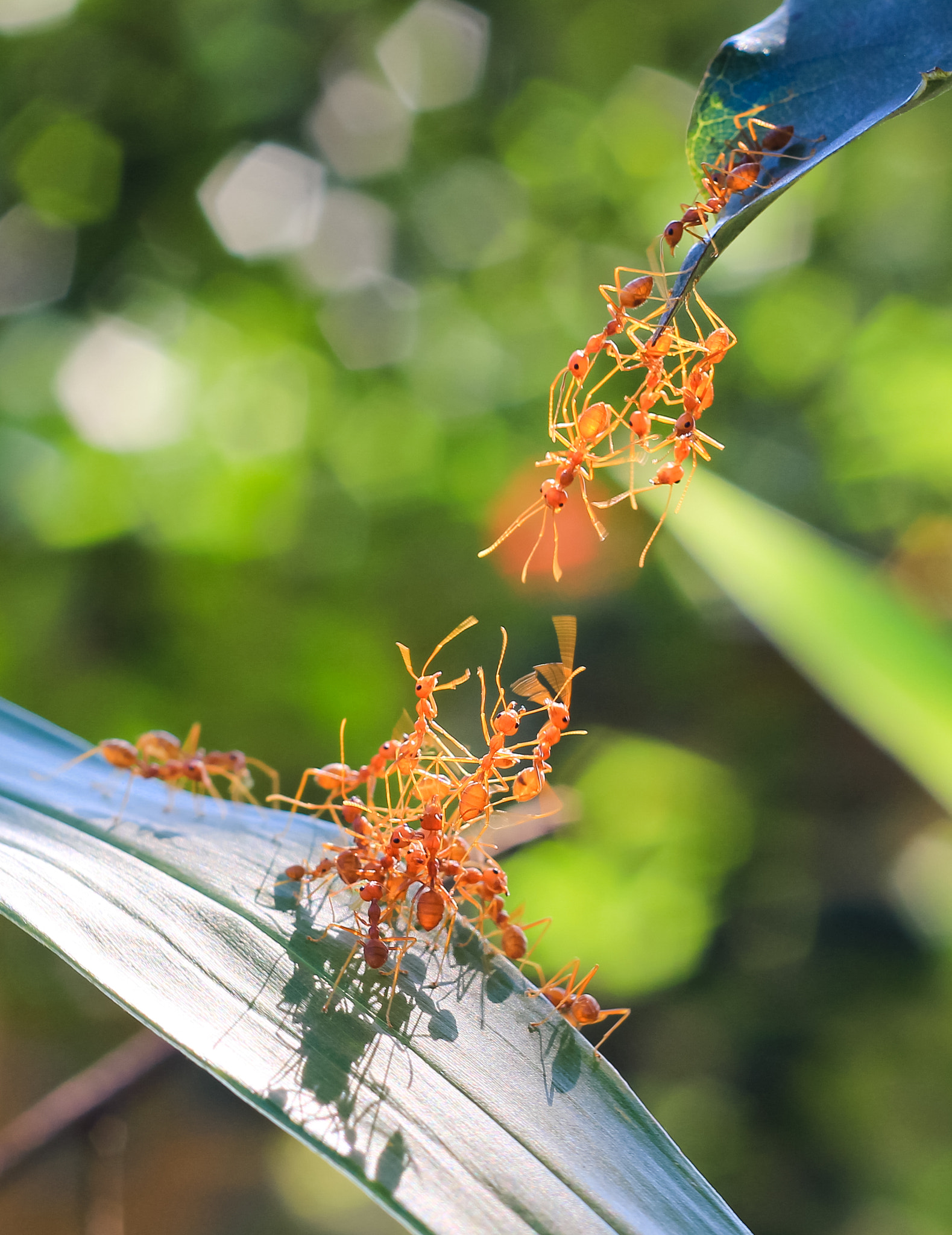 Canon EOS 550D (EOS Rebel T2i / EOS Kiss X4) + Canon EF 50mm F1.8 II sample photo. Red ant teamwork in green nature or in the garden photography