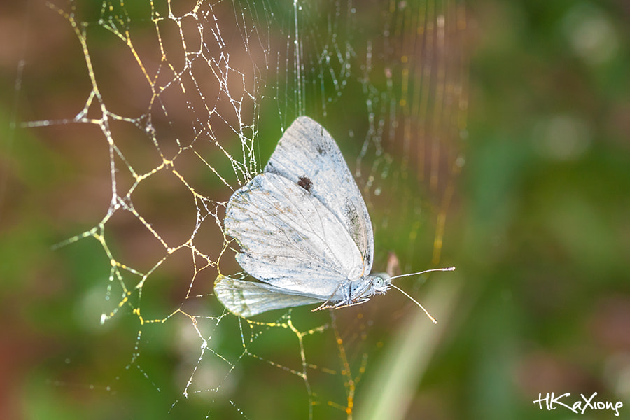 Canon EF-S 60mm F2.8 Macro USM sample photo. Butterfly photography