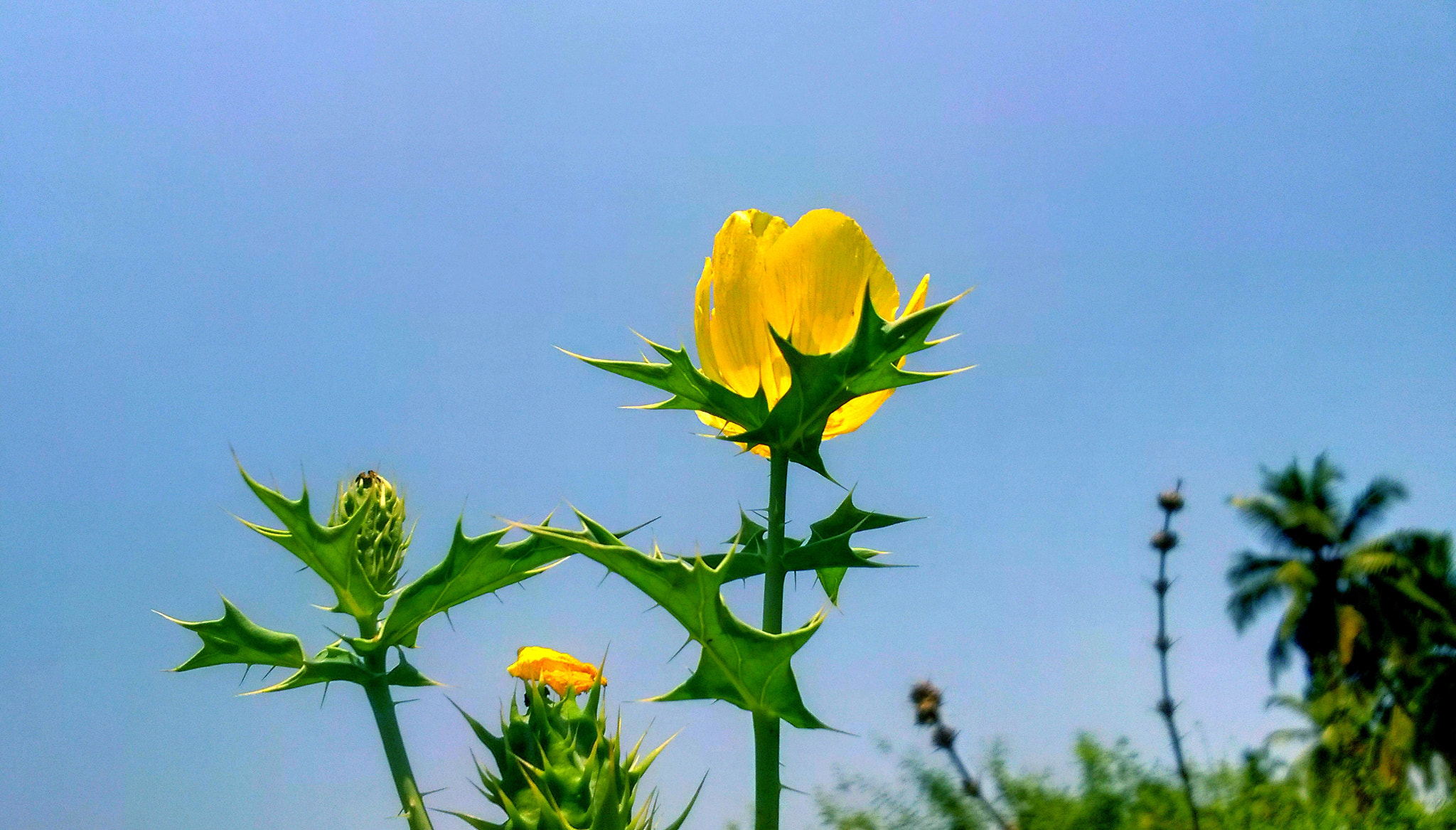 Nokia Lumia 730 Dual SIM sample photo. Sight photography