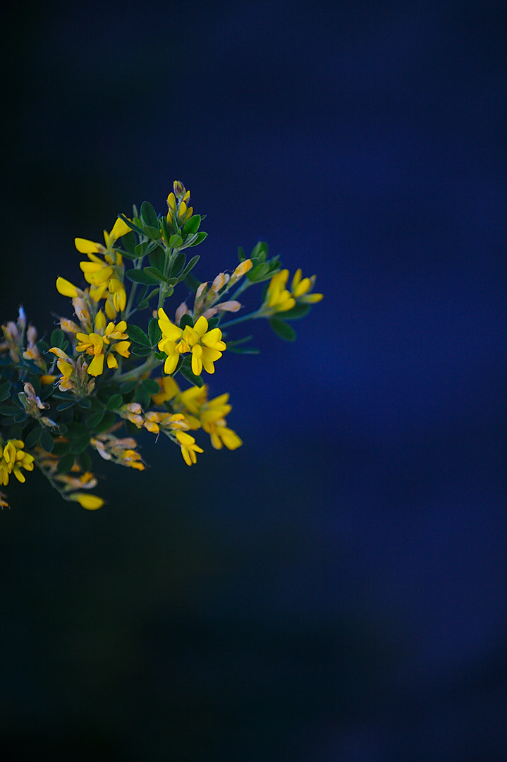 Canon EF 80-200mm f/2.8L sample photo. Blur in blue photography