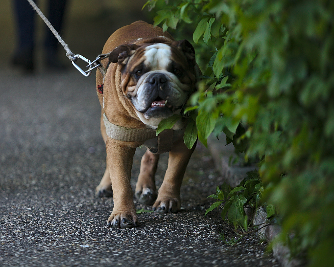Canon EF 80-200mm f/2.8L sample photo. Pugmire photography