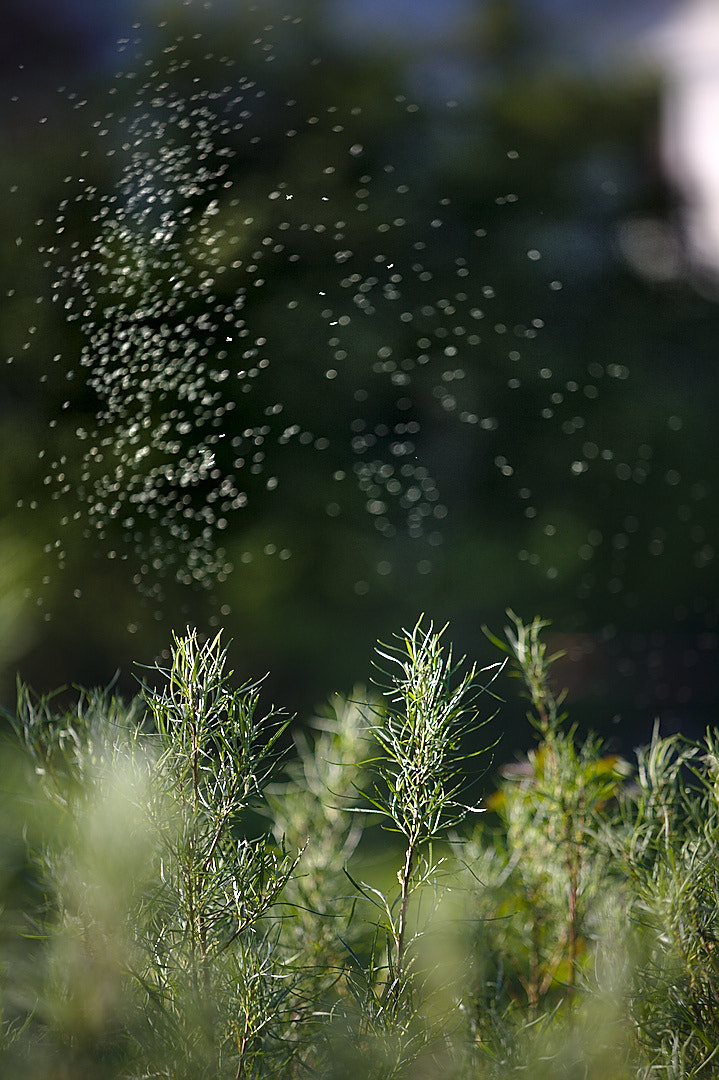 Canon EF 80-200mm f/2.8L sample photo. A midsummernight's dream photography