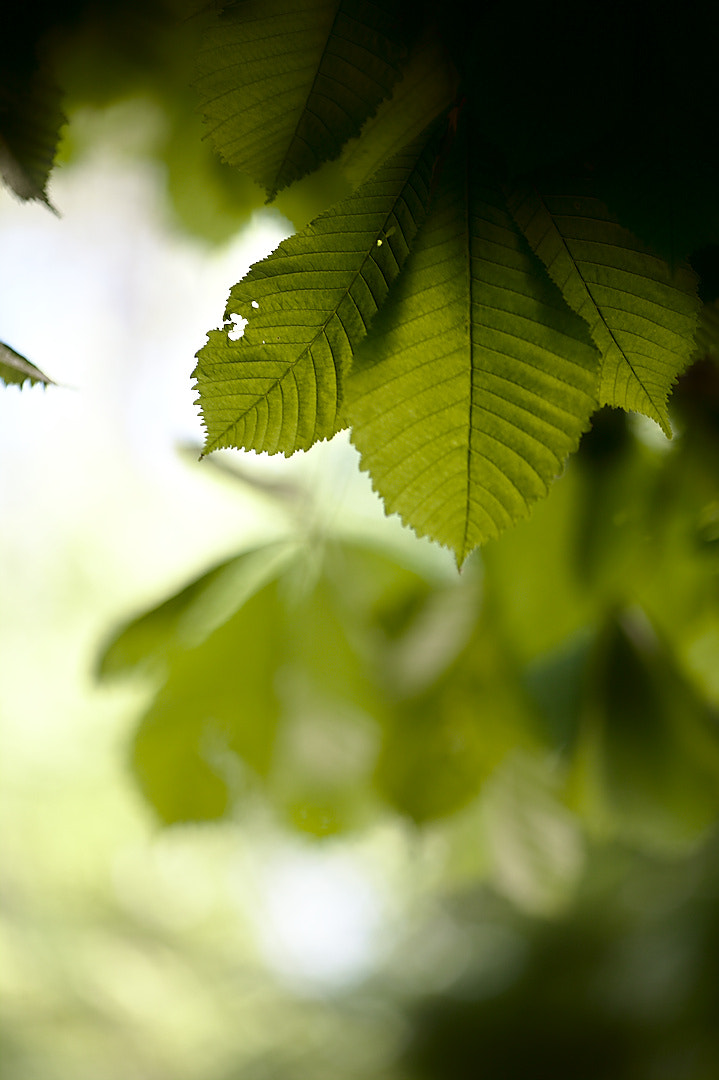 Canon EF 80-200mm f/2.8L sample photo. Greensleaves photography