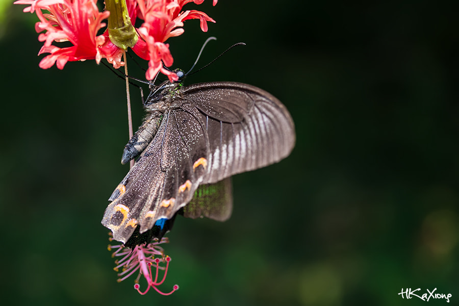 Canon EF-S 60mm F2.8 Macro USM sample photo. Butterfly photography