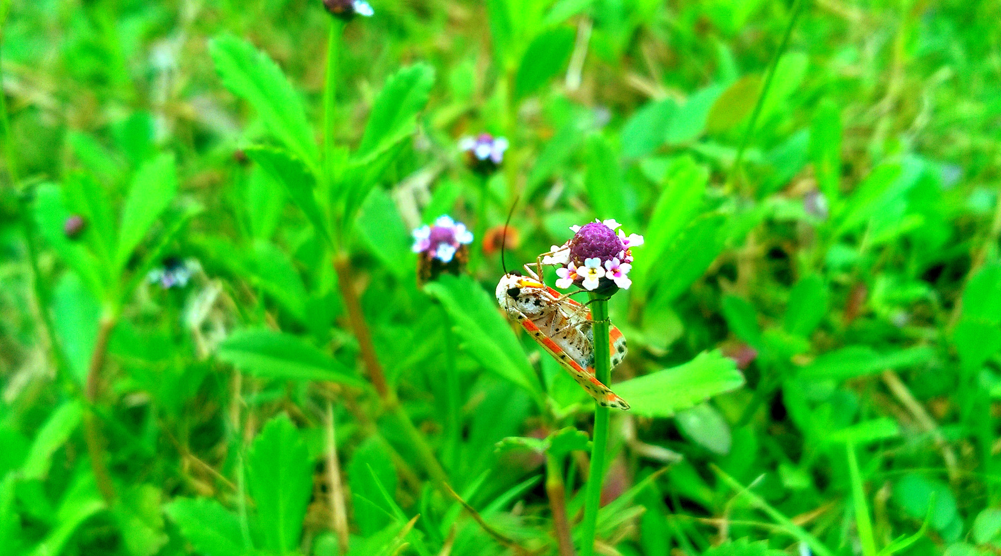 Nokia Lumia 730 Dual SIM sample photo. Little life on little flower photography