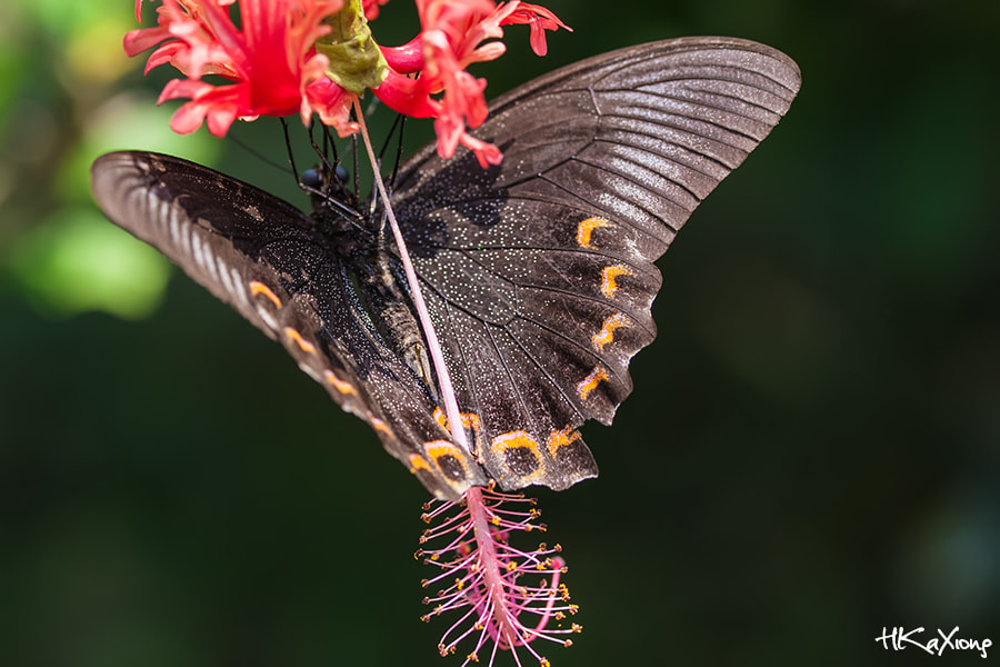Canon EF-S 60mm F2.8 Macro USM sample photo. Butterfly photography