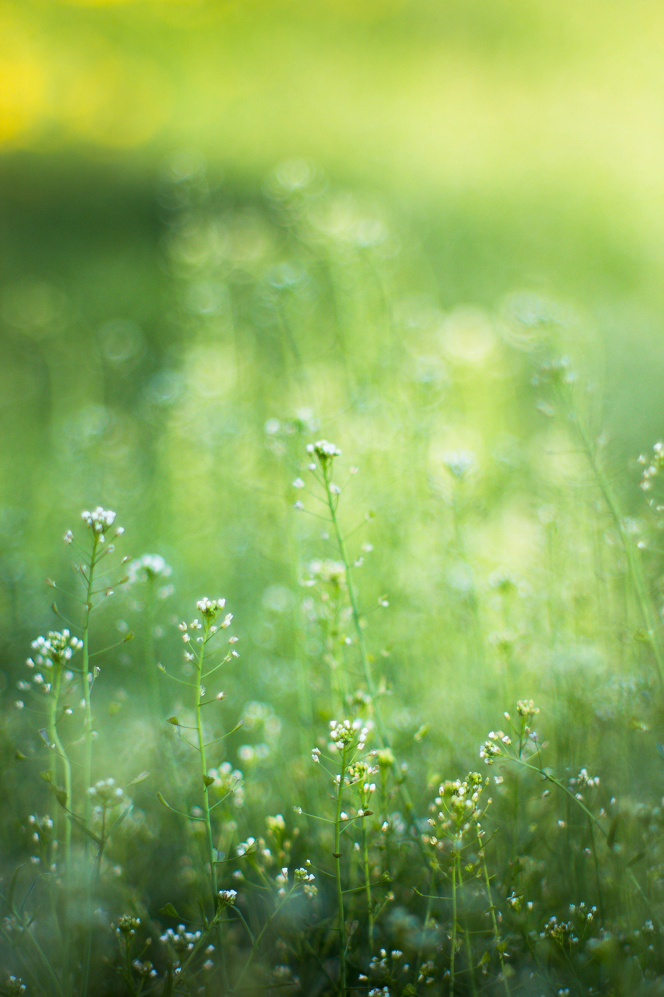 Canon EF 35-80mm f/4-5.6 sample photo. Verde come la speranza photography