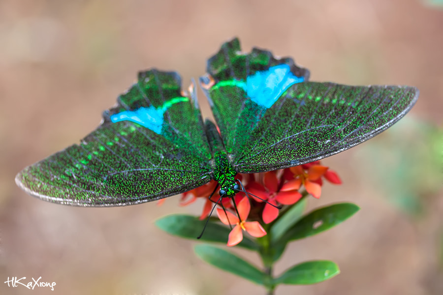 Canon EF-S 60mm F2.8 Macro USM sample photo. Butterfly photography