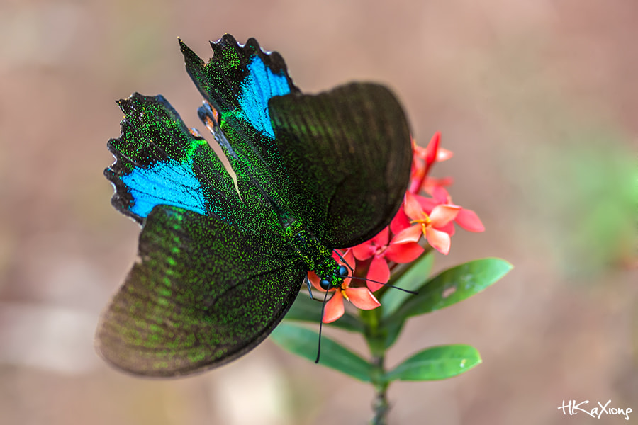 Canon EF-S 60mm F2.8 Macro USM sample photo. Butterfly photography