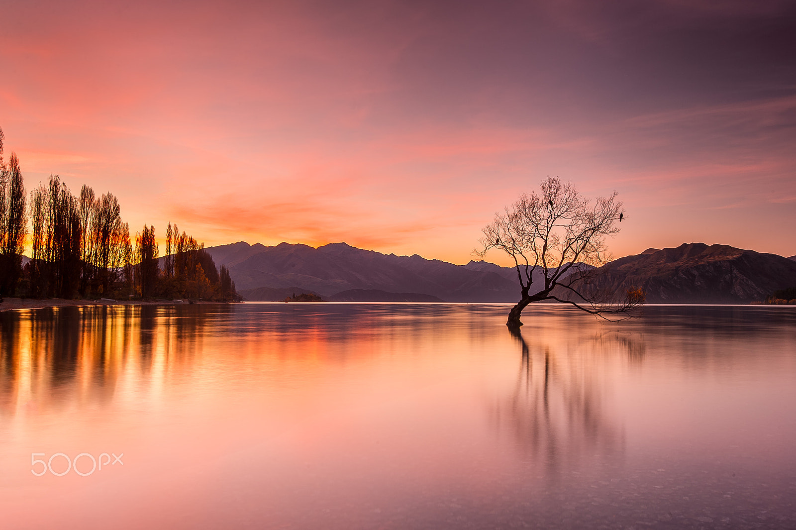 Nikon D3S sample photo. That wanaka tree photography