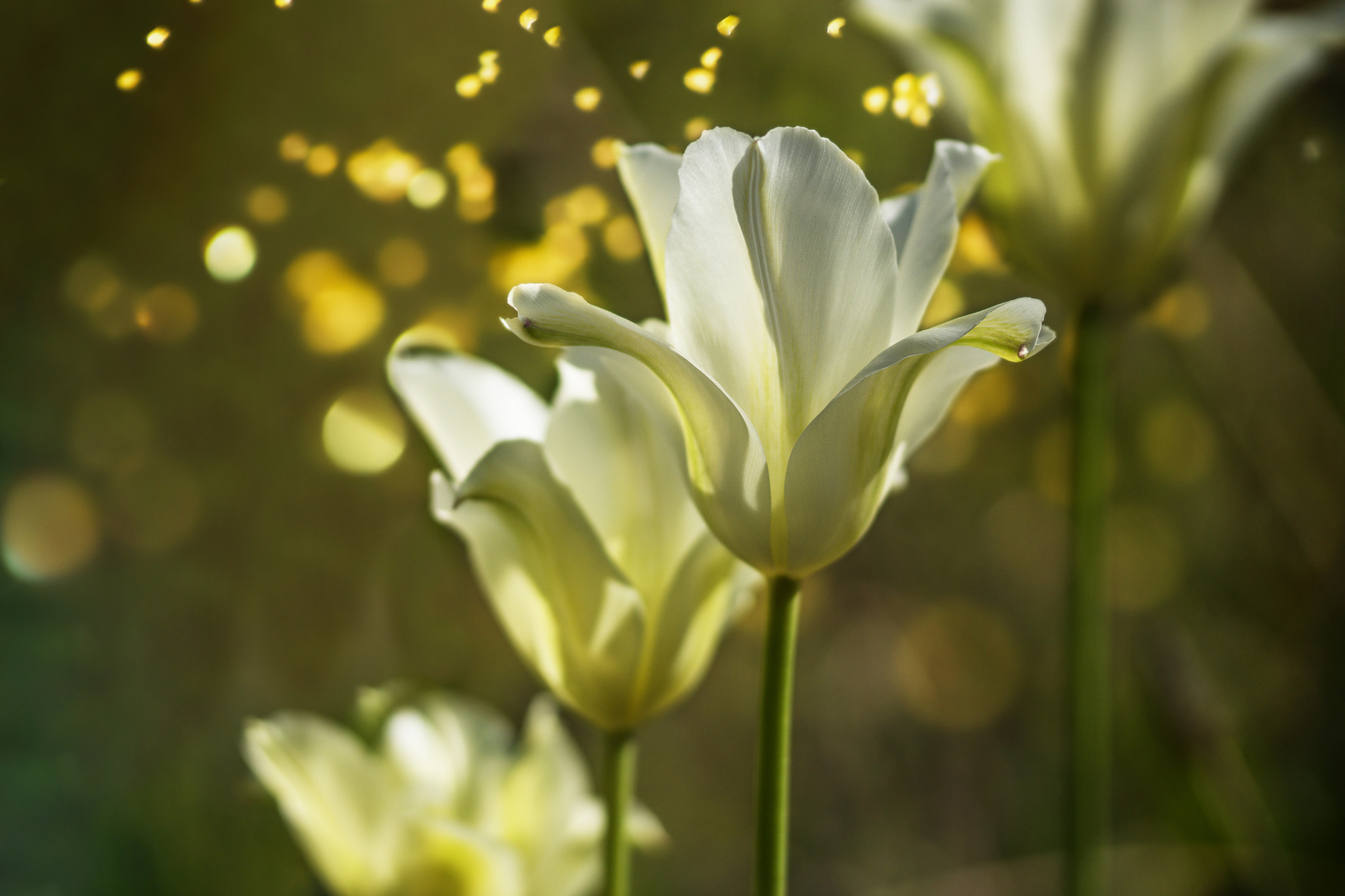 Sony SLT-A77 + 105mm F2.8 sample photo. Tulips photography